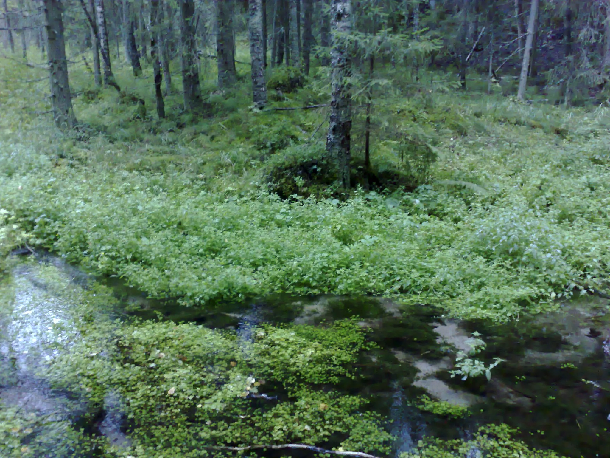 Photo showing: Kuva ryövärinpolun luonnonsuojelualueelta.
