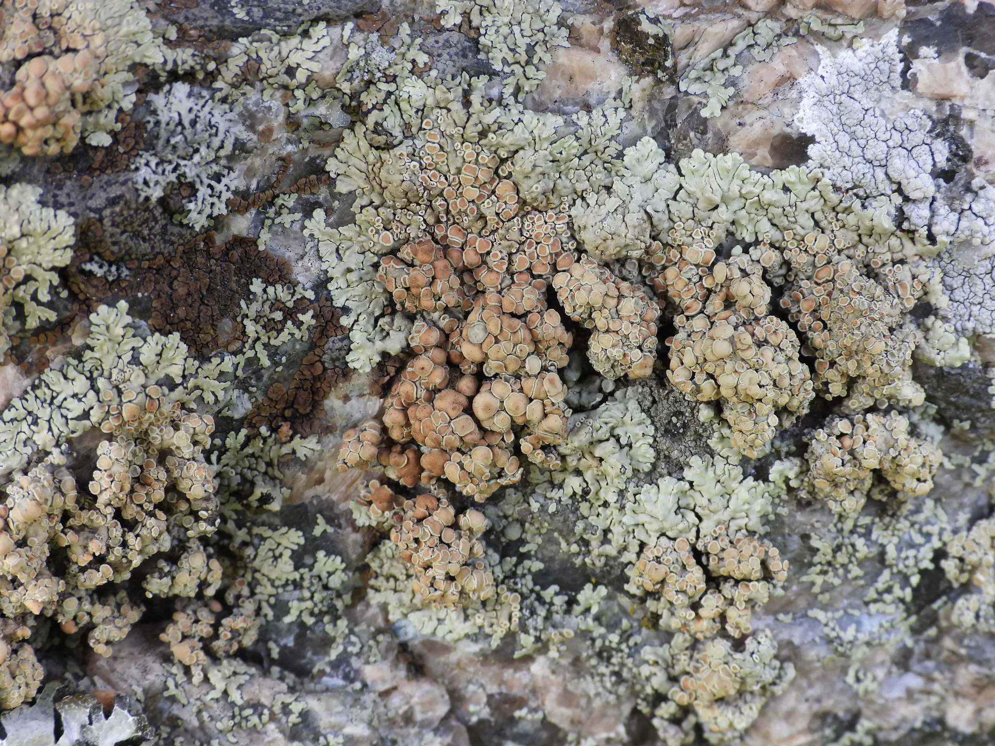 Photo showing: Stonewall Rim Lichen (Protoparmeliopsis muralis)