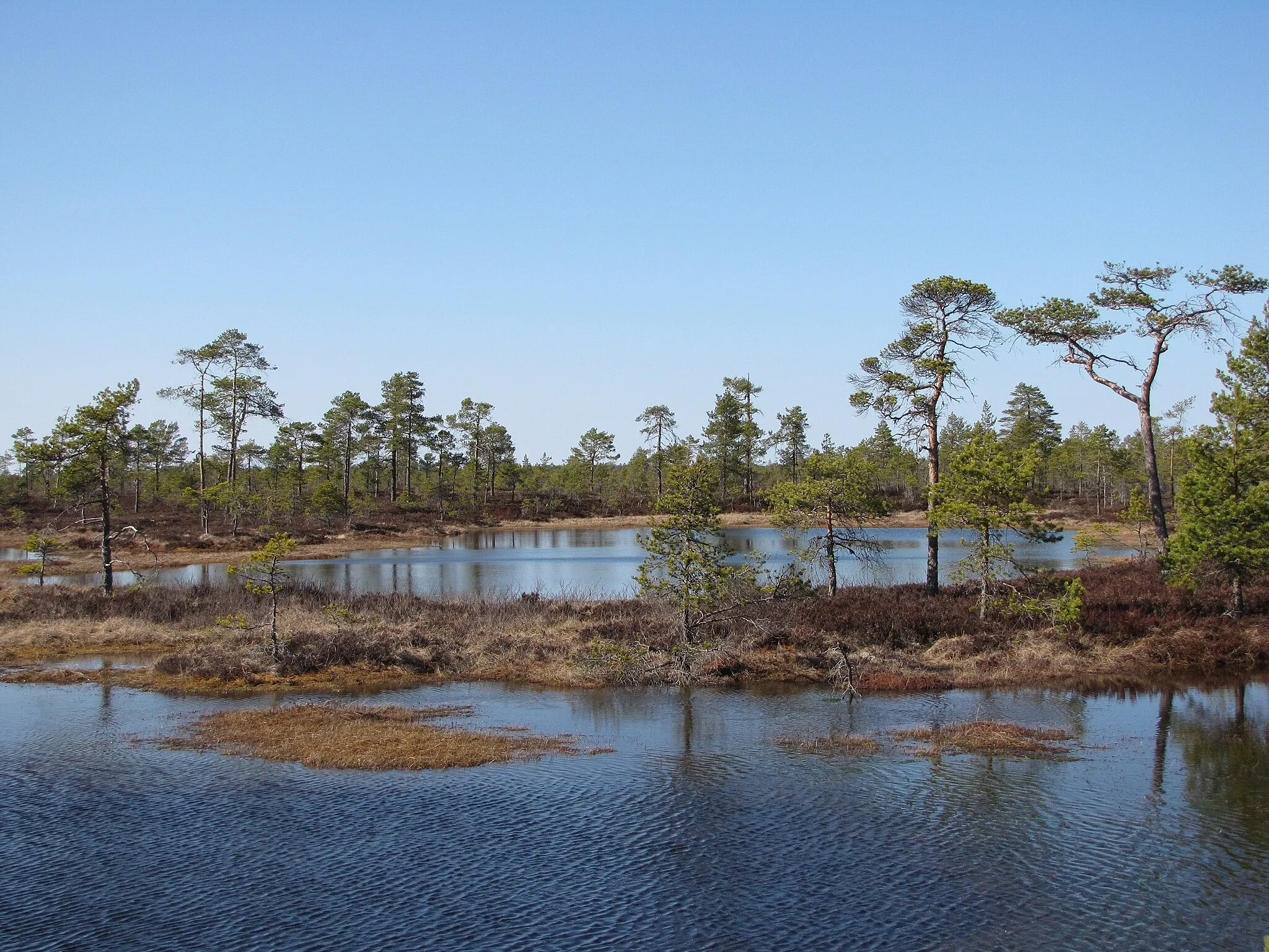 Photo showing: The Kauhaneva mire, one of the biggest mires in the southern half of Finland and a very significant nesting site for many bird species (especially cranes), is protected in the Kauhaneva–Pohjankangas National Park in the municipality of Kauhajoki, Southern Ostrobotnia.