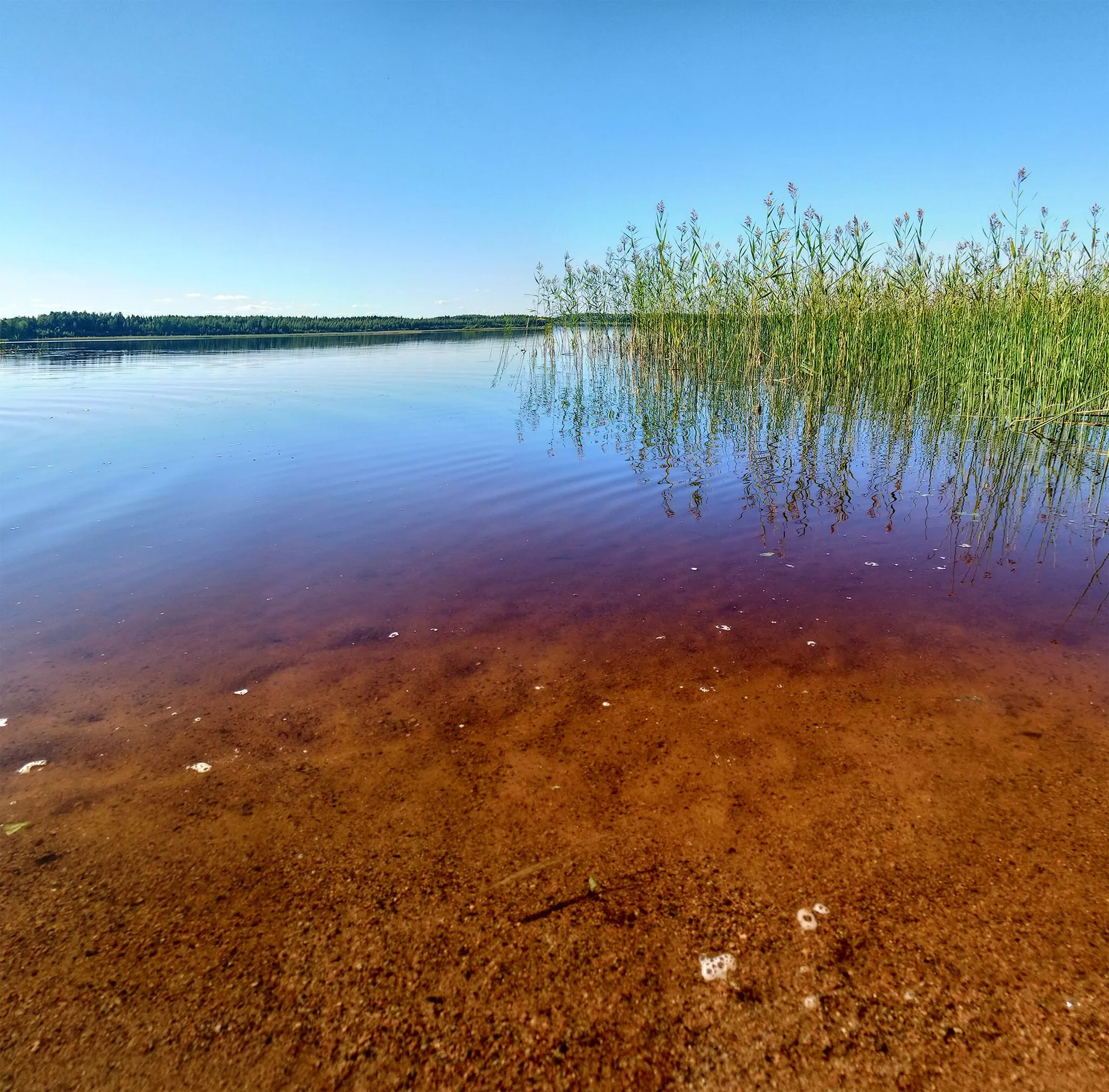 Photo showing: Reddish water in the lake Lievestuoreenjärvi. Lievestuore, Finland.