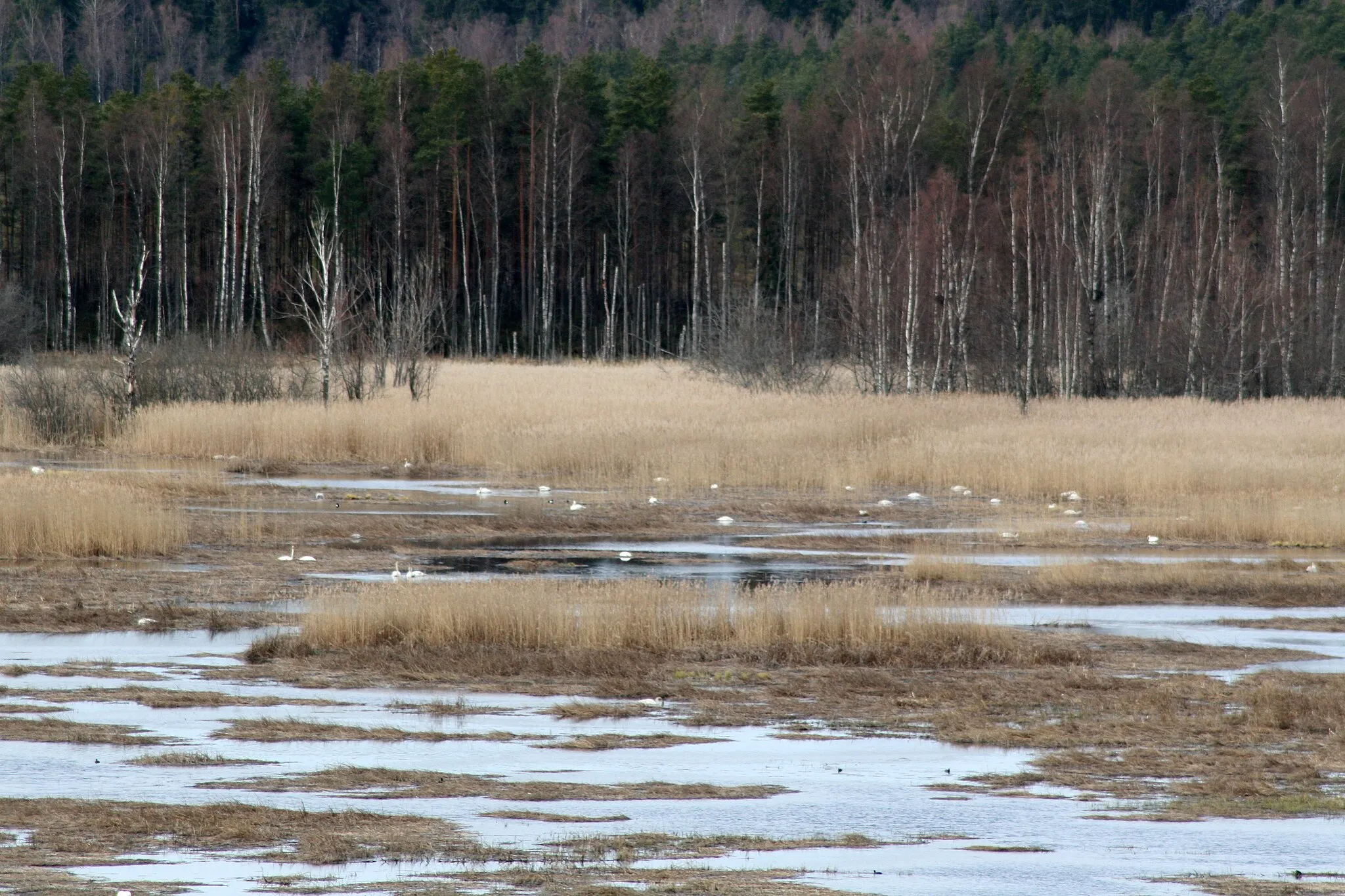 Photo showing: Puurijärvi, laulujoutsen