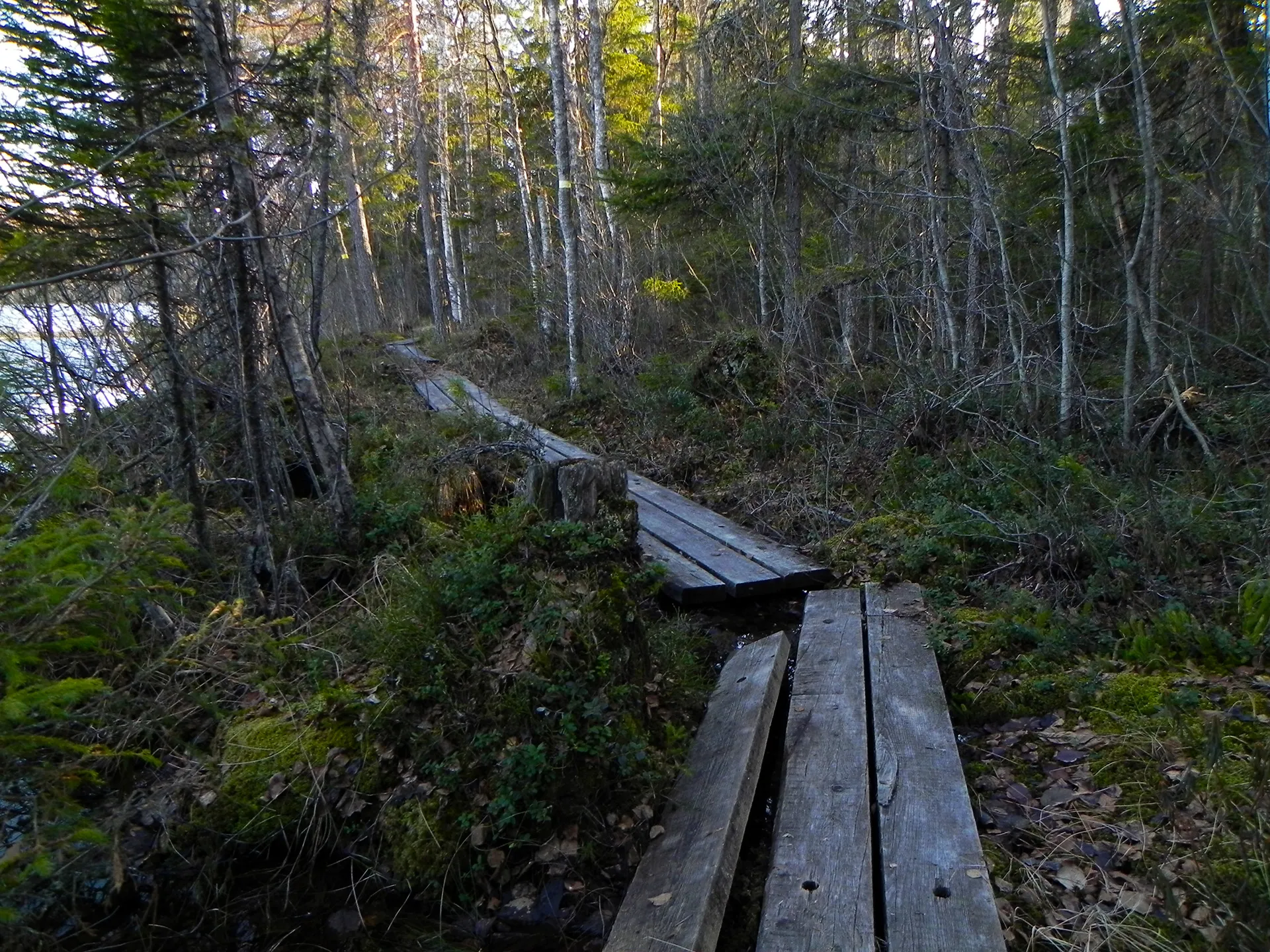 Photo showing: Duckboards near Vähä Kausjärvi, Birgitan Polku