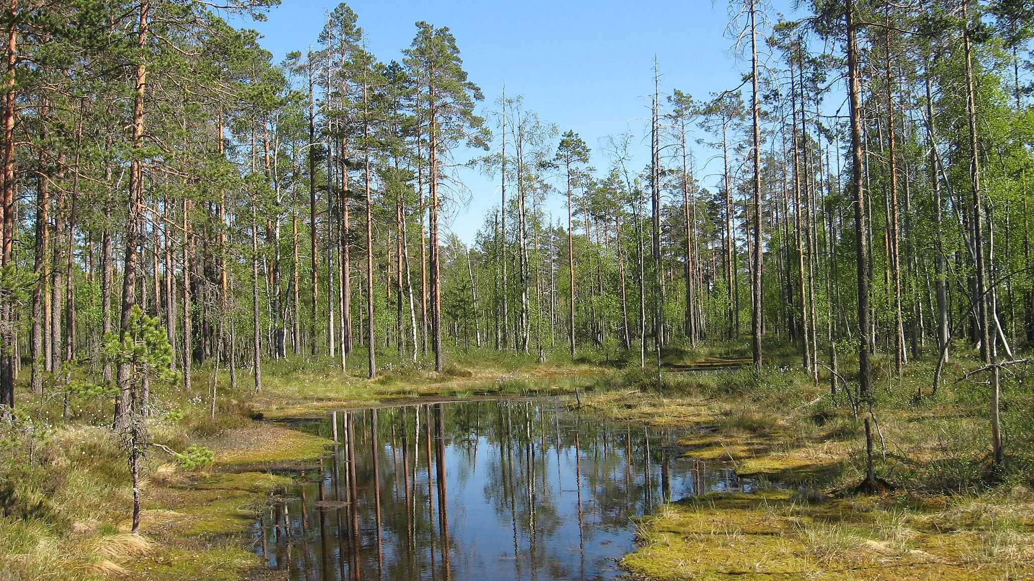 Photo showing: A little bog lake in Lauhanvuori National Park, Isojoki, Finland.