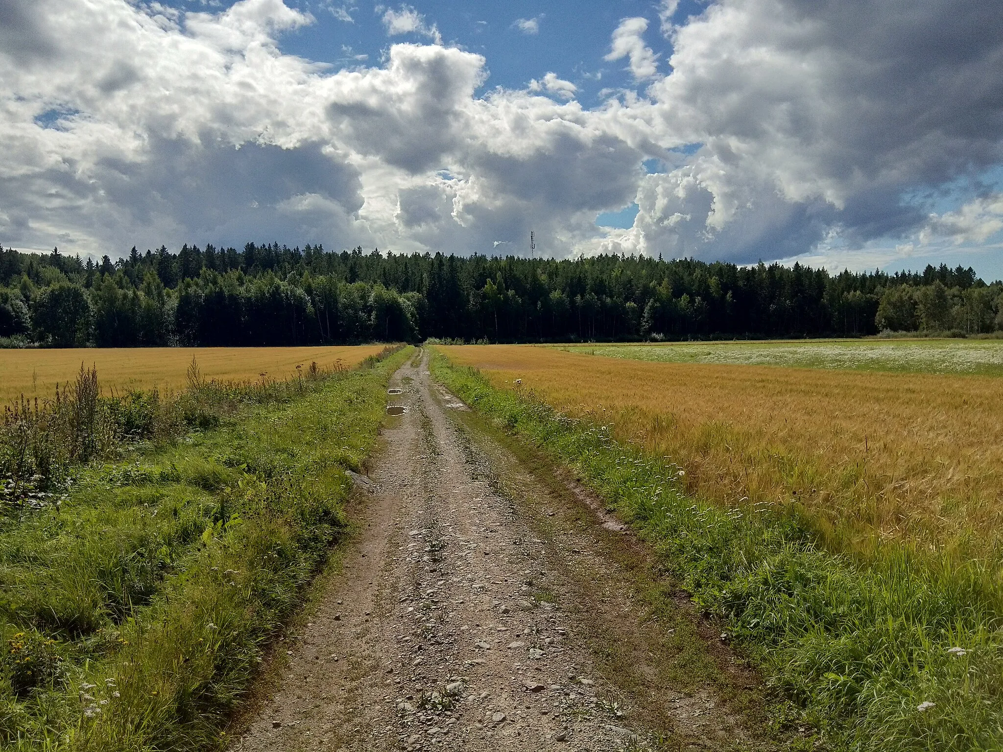 Photo showing: View from a gravel road through some fields in the outskirts of Pori, August 2020. The road in question is the southern part of Myyrynkuja, which runs into the forest immediately behind the camera view.