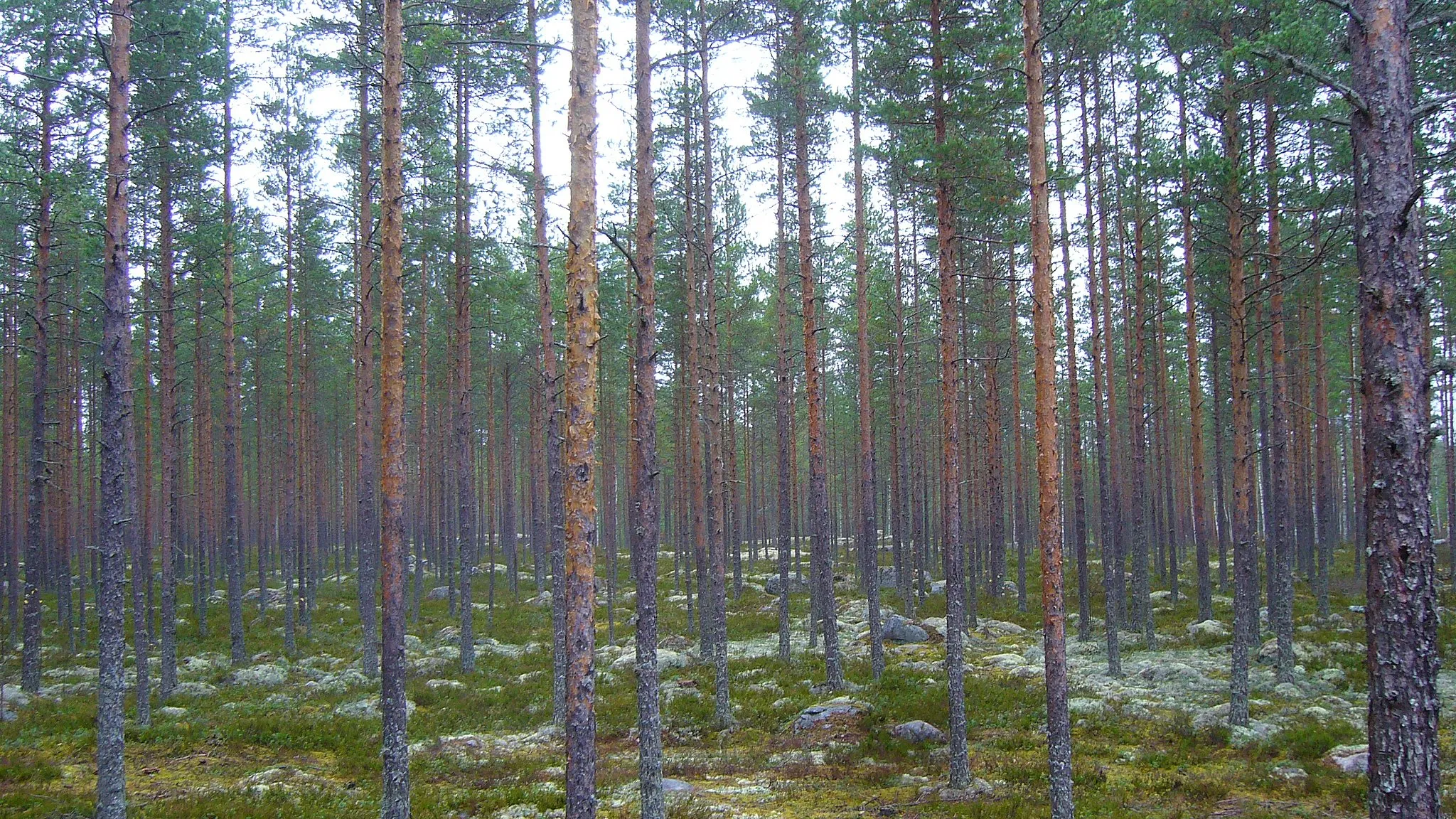 Photo showing: Forest in southwestern Jalasjärvi, Finland.