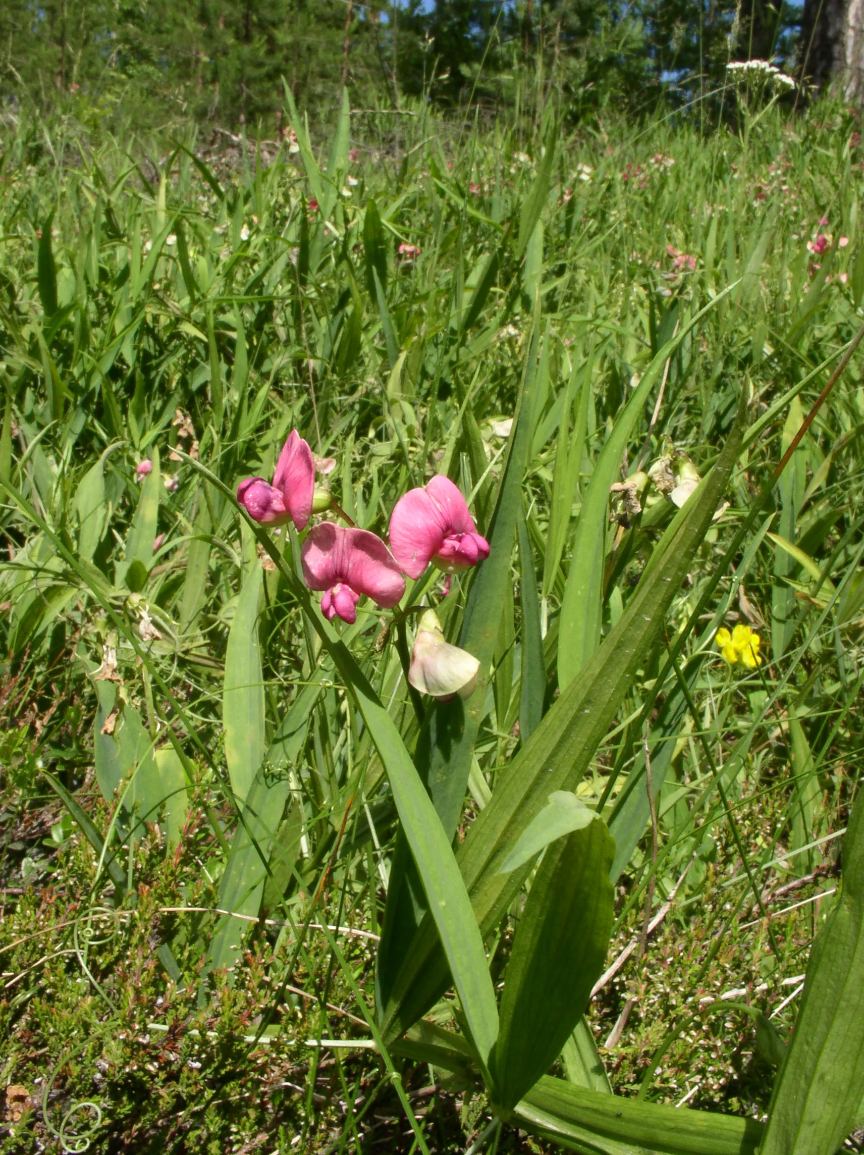 Photo showing: Lathyrus sylvestris plants in Savonlinna, Finland.