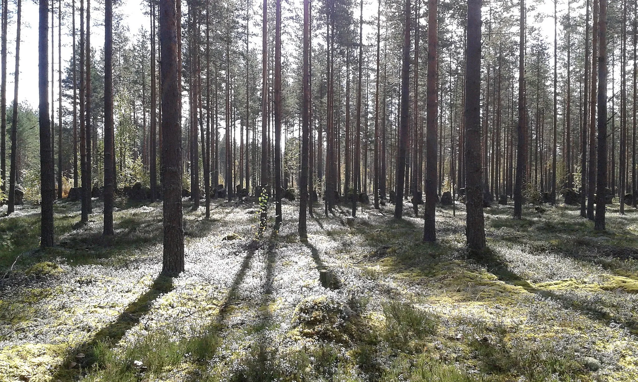 Photo showing: This is a photo of a monument in Finland identified by the ID 'Salpa Line' (Q164333) - RKY: 2021