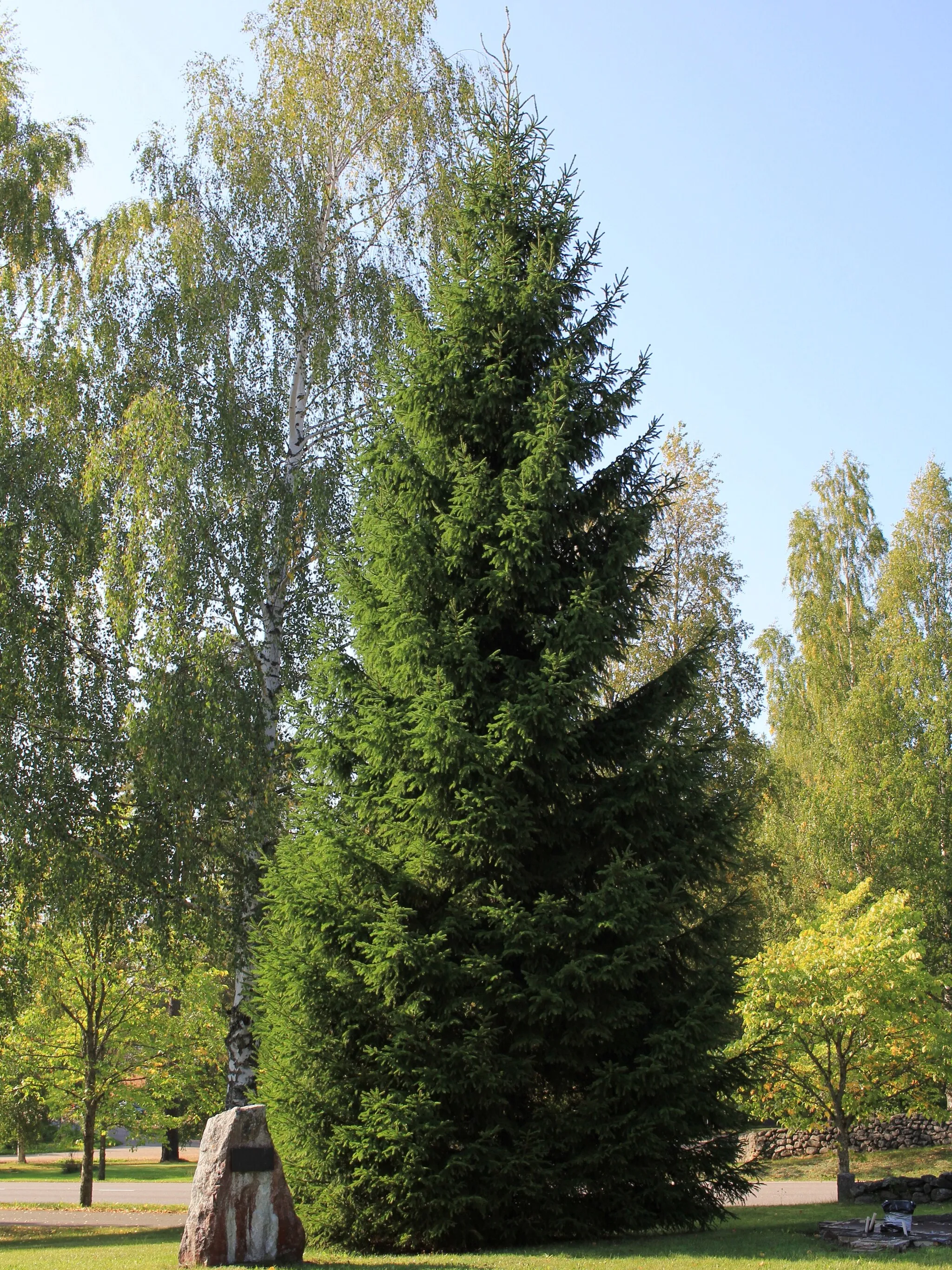 Photo showing: Memorial tree of Finnish independence 80 years, Virtasalmi local museum, Pieksämäki, Finland. - Memorial tree if Finnish independence 80 years. Address 1 Virastotie.