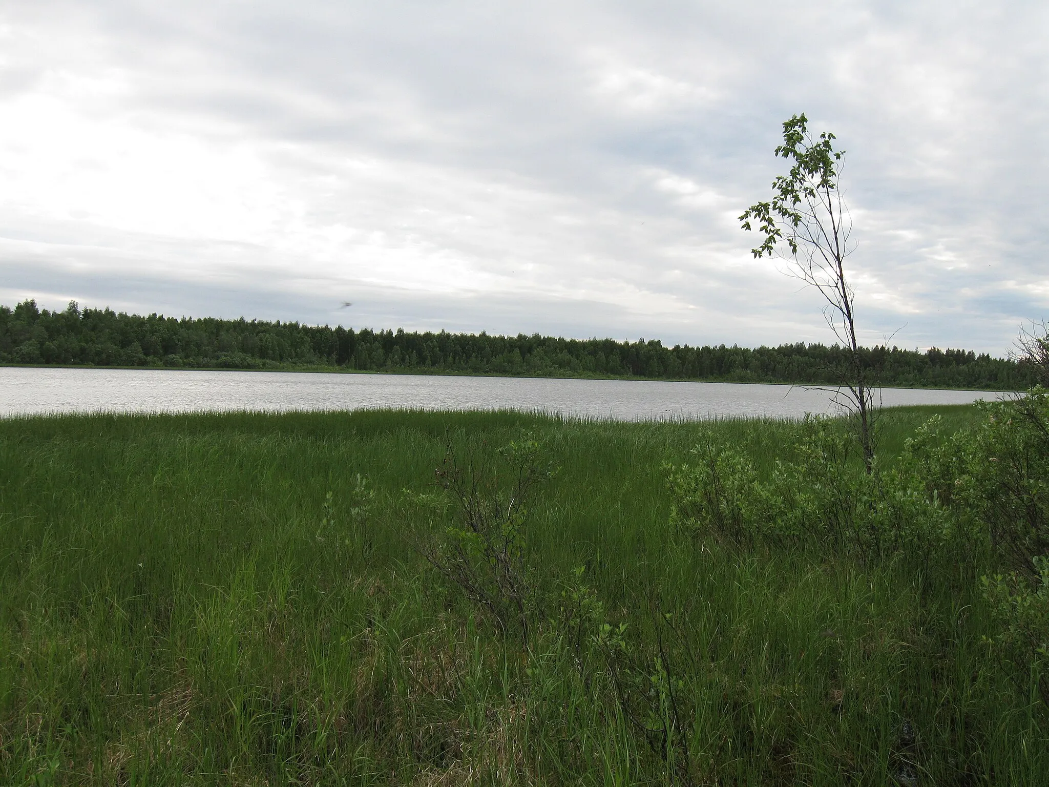 Photo showing: The small lake Lylyjärvi in Sanginsuu, Oulu.