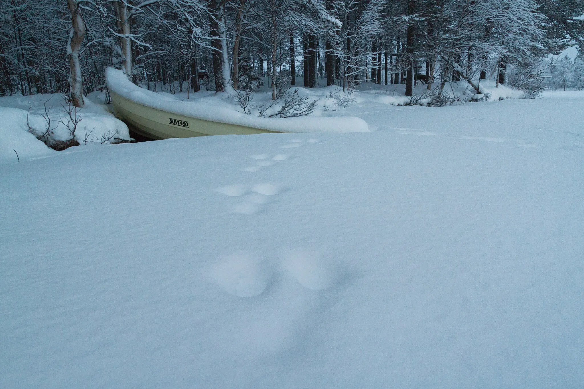 Photo showing: Hare trail and a rowboat taken over by snow by lake Särkijärvi in Muonio, Lapland, Finland in 2019 January.
