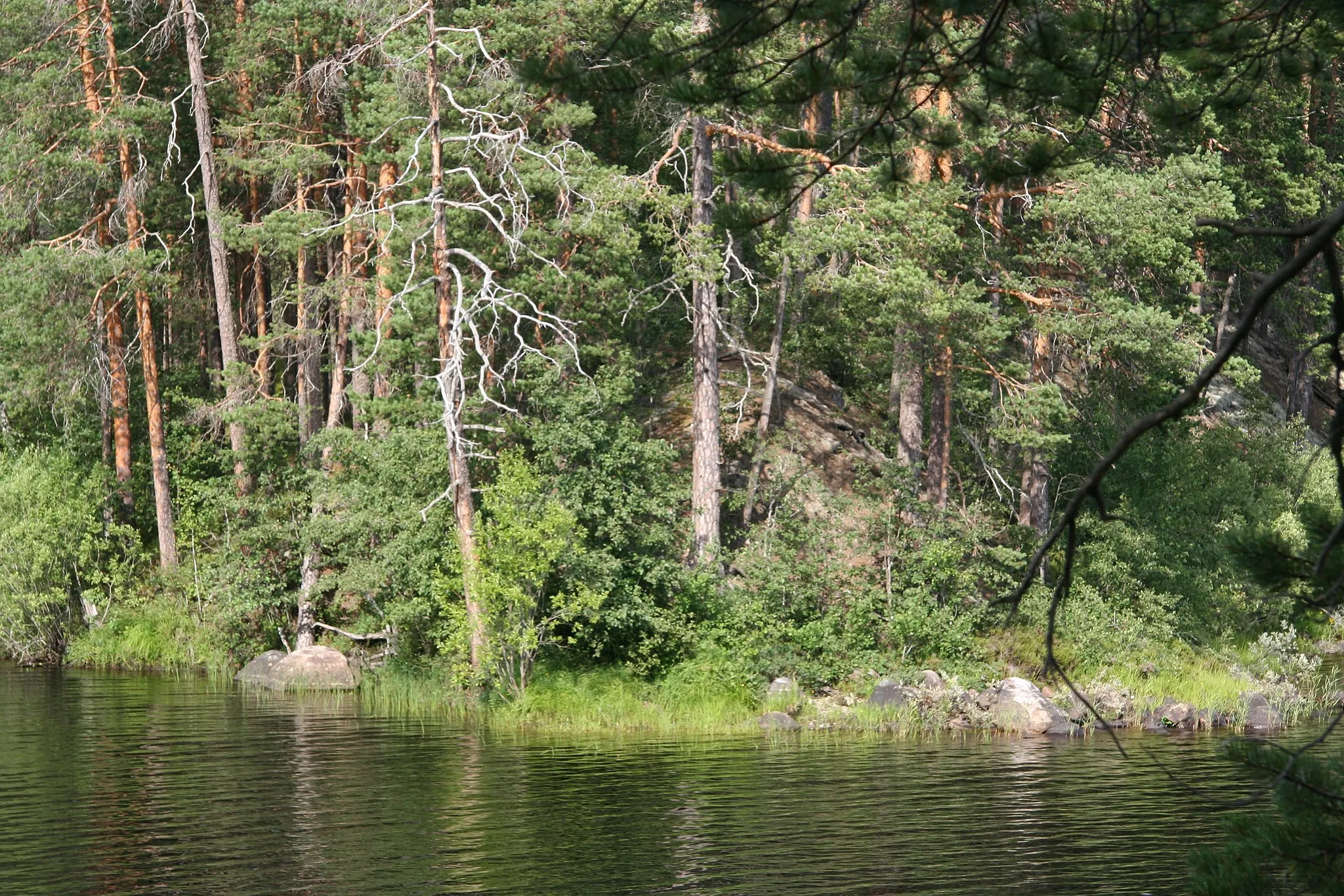 Photo showing: Steep shores and ancient pines in Petkeljärvi national park, Finland. Photo taken from Petraniemi.