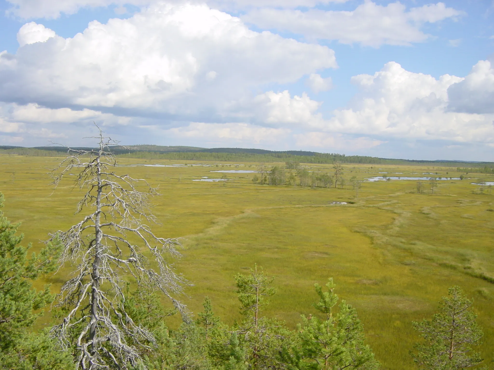 Photo showing: Survey shot of the swamps in the Patvinsuo National Park in Finland. Taken from the bird tower at Suomunsaari.