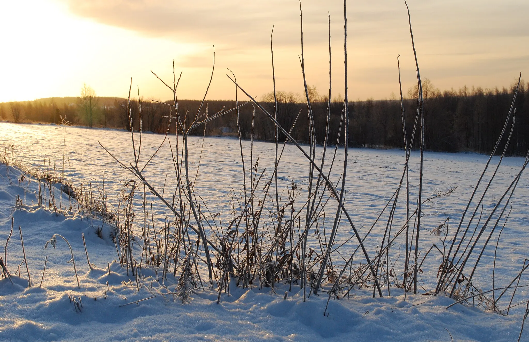 Photo showing: Winter walk around Selkie, North Karelia, Finland