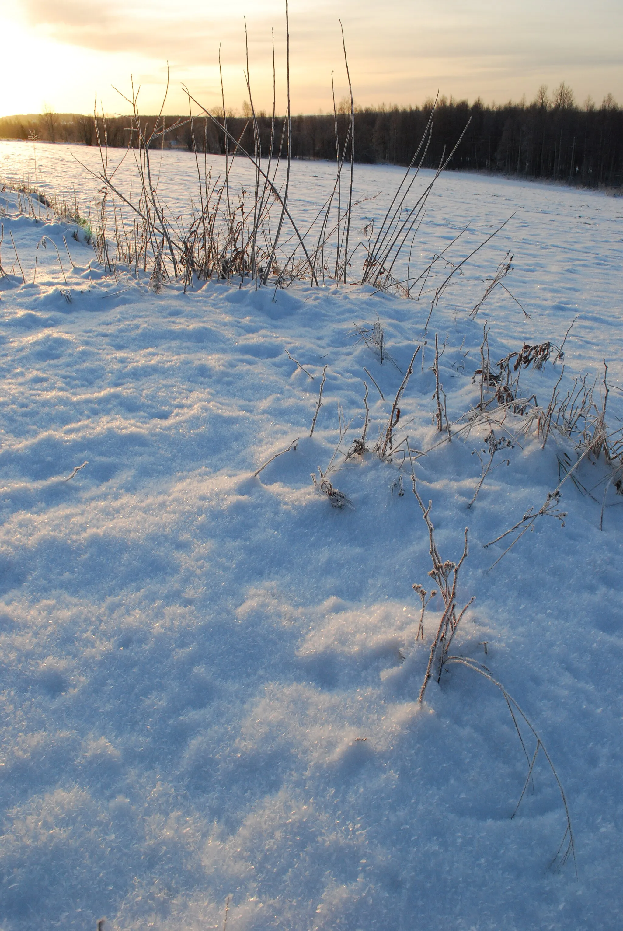 Photo showing: Winter walk around Selkie, North Karelia, Finland