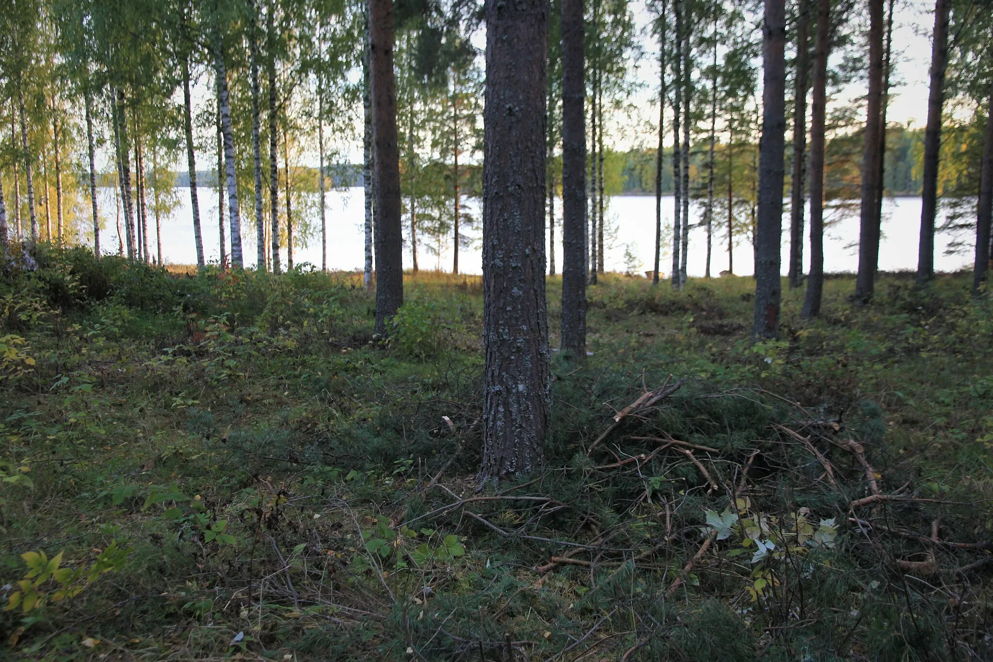 Photo showing: Sourun ruukin aluetta syyskuussa 2020; alueen kunnossapitotöiden osana vesakkoa on toisinaan raivattava. Sourun ruukki oli nykyisen Kuopion Karttulan pitäjän Syvänniemen kylän naapurustossa sijainneessa Sourin kylässä vuosina 1868–1908 toiminut, läheisen Kuttajärven pohjasta nostetusta järvimalmista rautaa valmistanut teollisuuslaitos ja kyläyhteisö. Suurimmillaan vuonna 1896 Sourun ruukilla oli 200 työntekijää. Tehdas muodosti  tiiviin yhdyskunnan asuntoineen ja palvelevine rakennuksineen (esim. koulu, sairaala ja kirjasto). 1910-1930 luvuilla ruukissa valmistettiin hiiltä lähellä sijainneen Syvänniemen rullatehtaan tarpeisiin, muttei tuotettu enää rautaa. Ruukki purettiin vähitellen höyryvoima-aseman savupiippua lukuunottamatta, lopullisesti vuonna 1941.