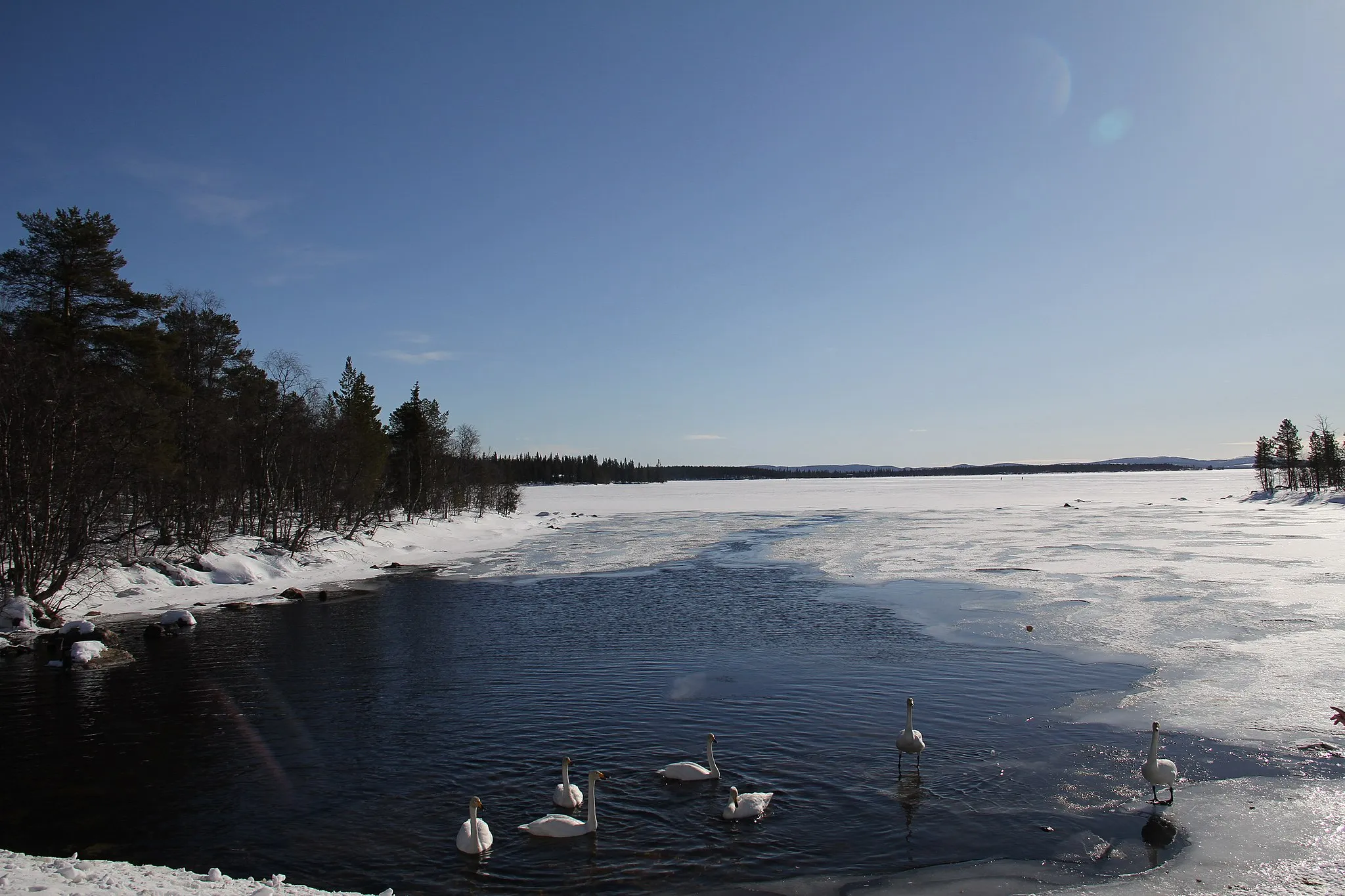 Photo showing: Cygnus cygnus (whooper swan) family swimming in Kutuniva, Lake Jerisjärvi, Muonio, Finland. On the right, a hand feeding the swans.