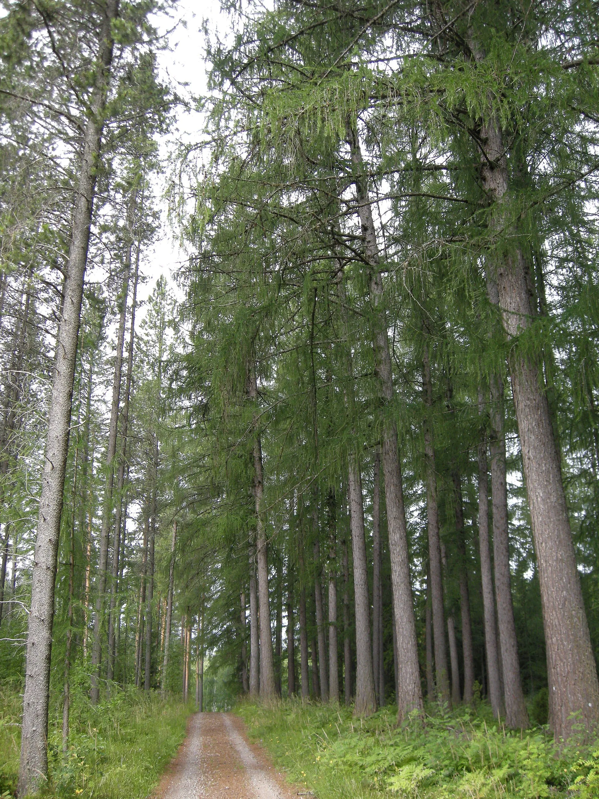 Photo showing: Larch in Punkaharju research forest, Finland