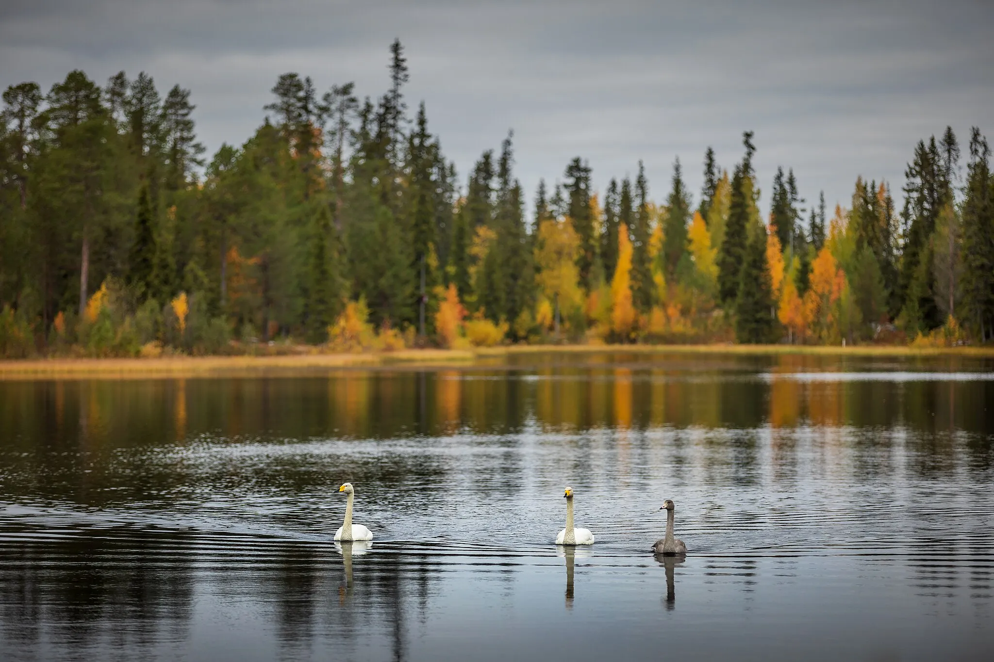 Photo showing: Whooper swans (Cygnus cygnus) on Aarnilampi lake at Luosto in Sodankylä municipality, Lapland, Finland in 2021 September.