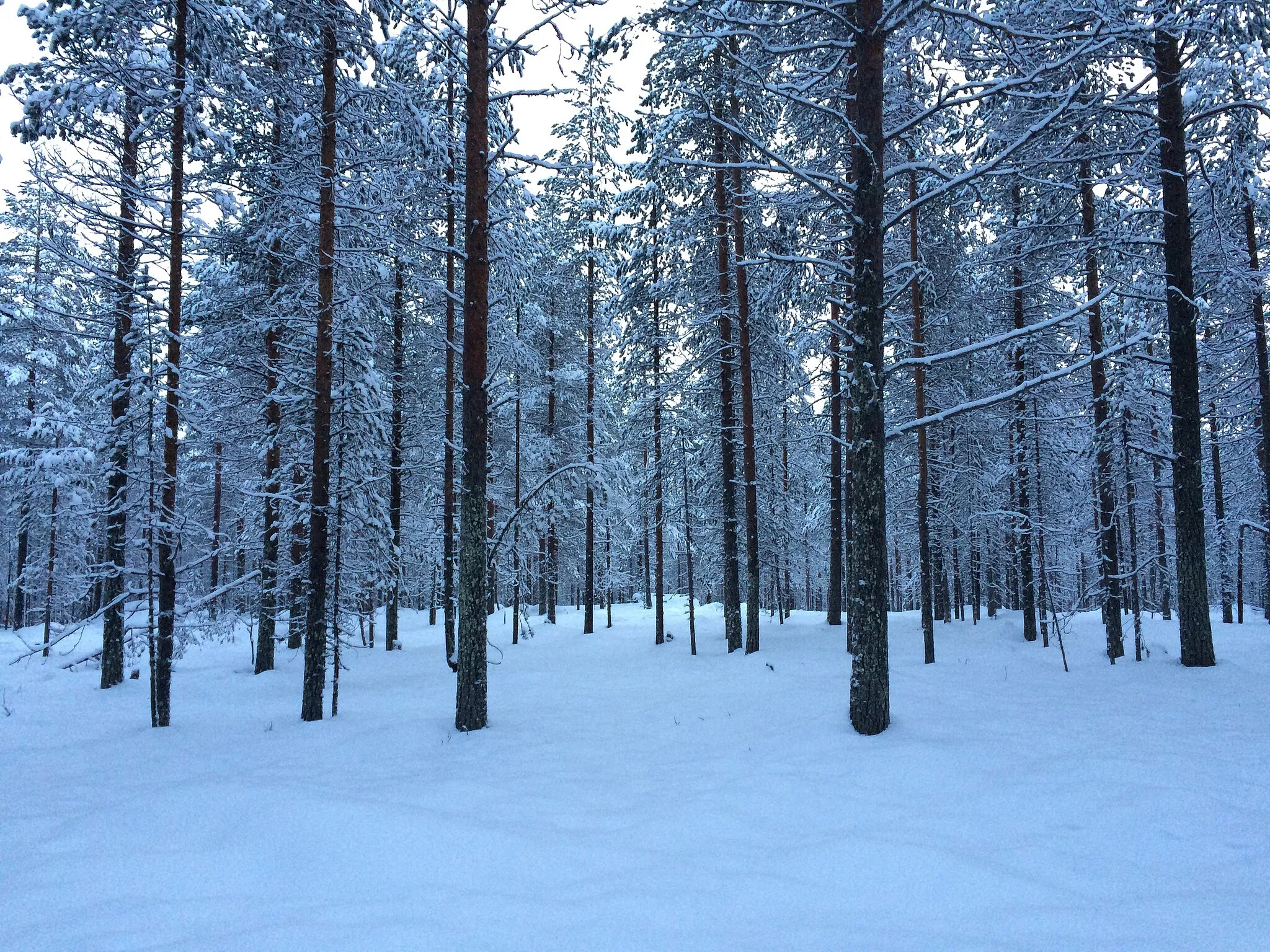 Photo showing: Instantánea tomada desde un trineo jalado por renos a pocos minutos de llegar al Santa Claus village en la #Laponia #finlandesa #Rovaniemi