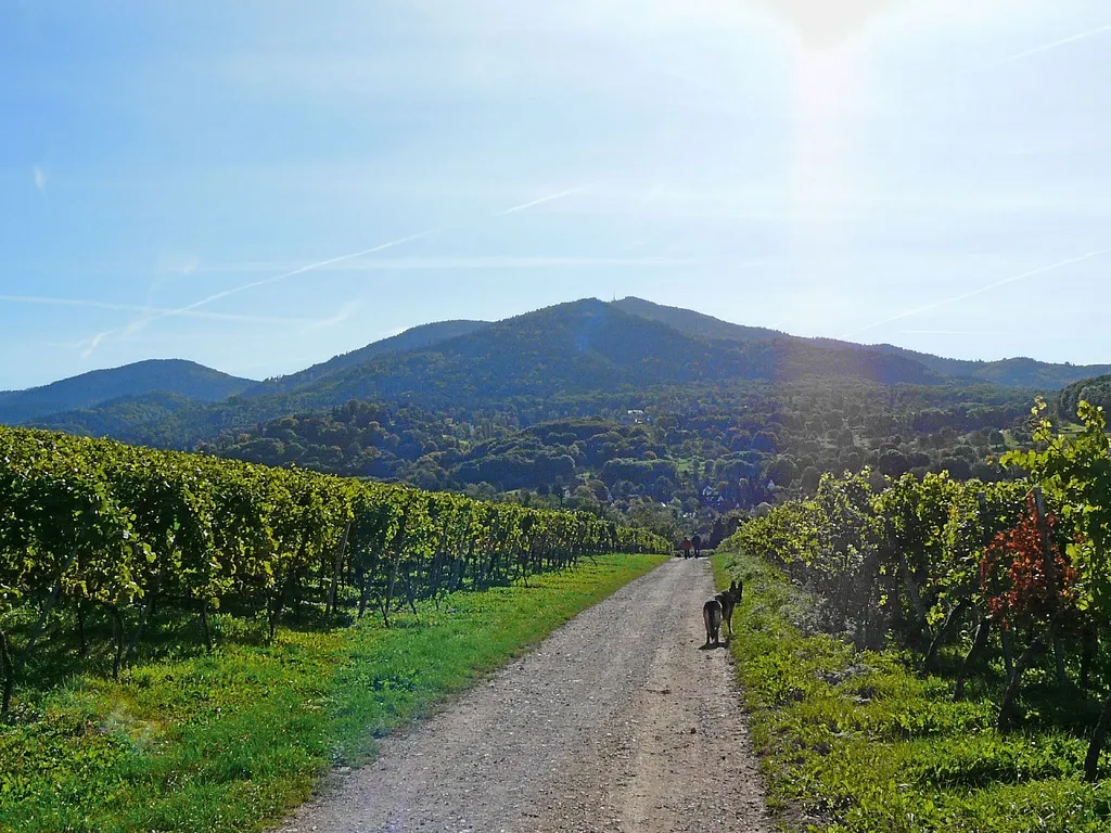 Photo showing: Der Blauen im Schwarzwald. Hausberg des Markgräflerlandes