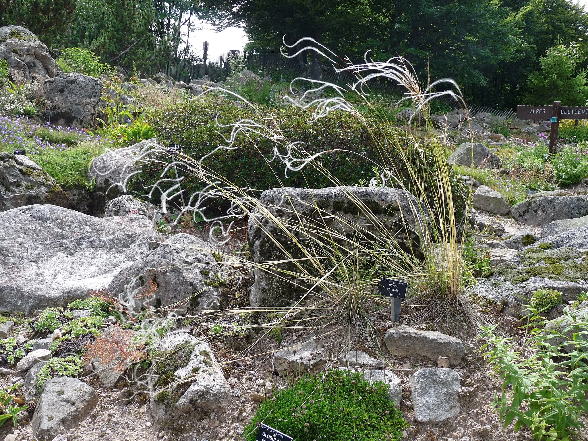 Photo showing: Stipa pennata (de l'Europe à l'Himalaya) au Jardin d'altitude du Haut-Chitelet (Vosges)
