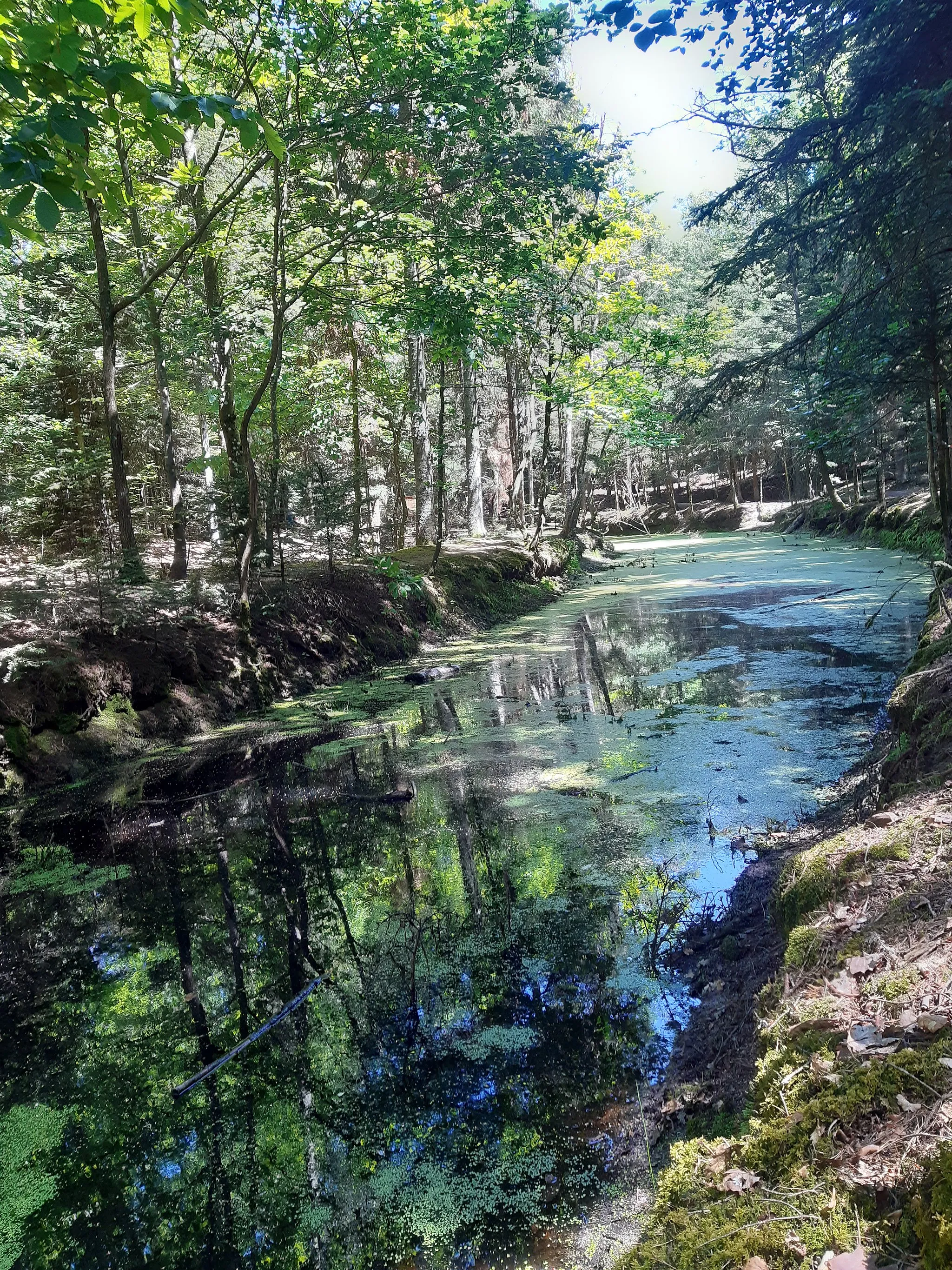 Photo showing: "Etang Herzog", artifical pond in the forest in the Vosges mountains near Husseren-les-Châteaux (Haut-Rhin, France). Breeding site for amphibians, including alpine newt and palmate newt.