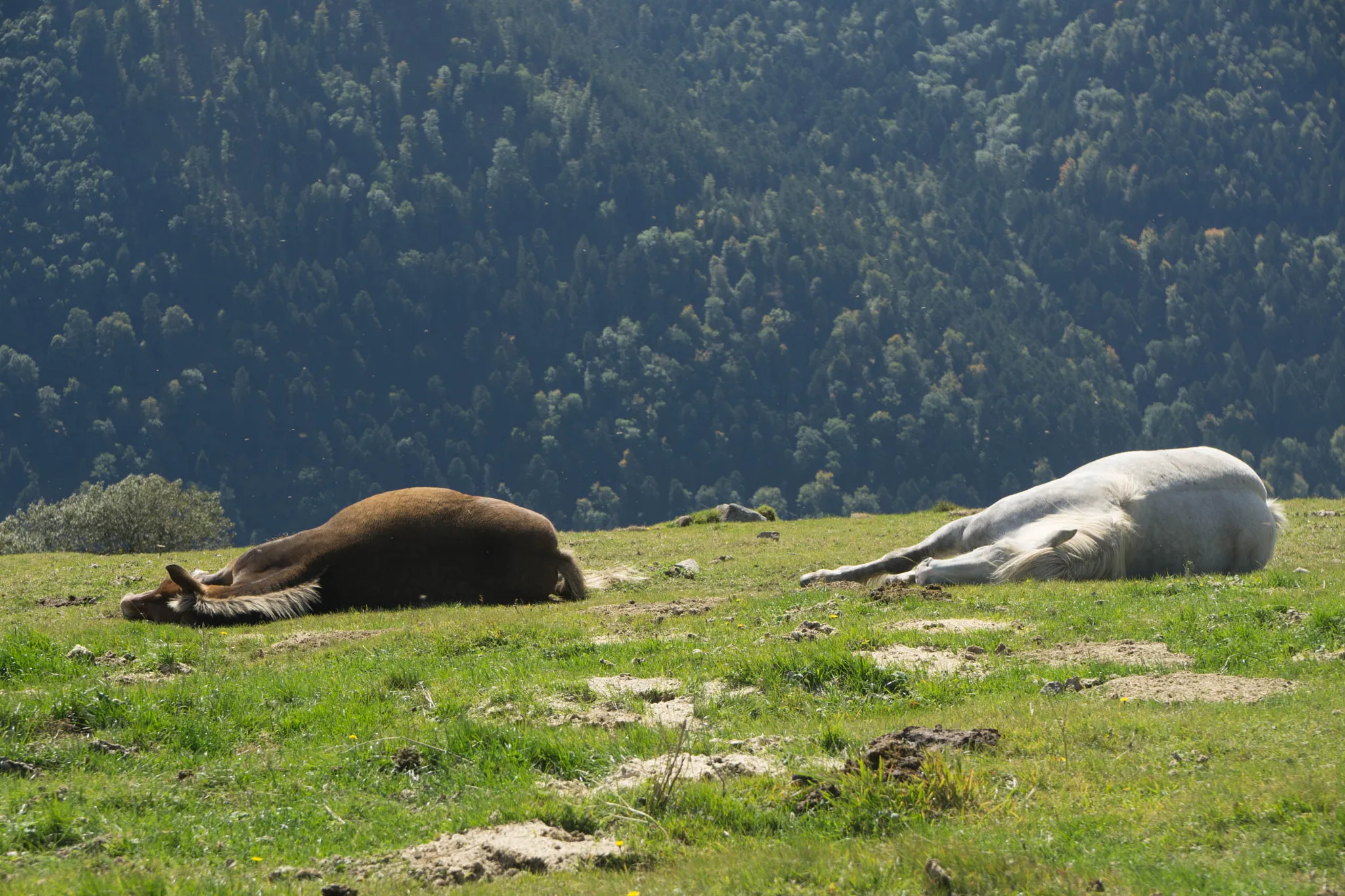 Photo showing: 500px provided description: Two horses rest in the sun on a hot day [#Horse ,#Sun ,#Mountain ,#Horses ,#Alsace ,#Hot ,#Sleep ,#Bright ,#Resting ,#Dead Horse]