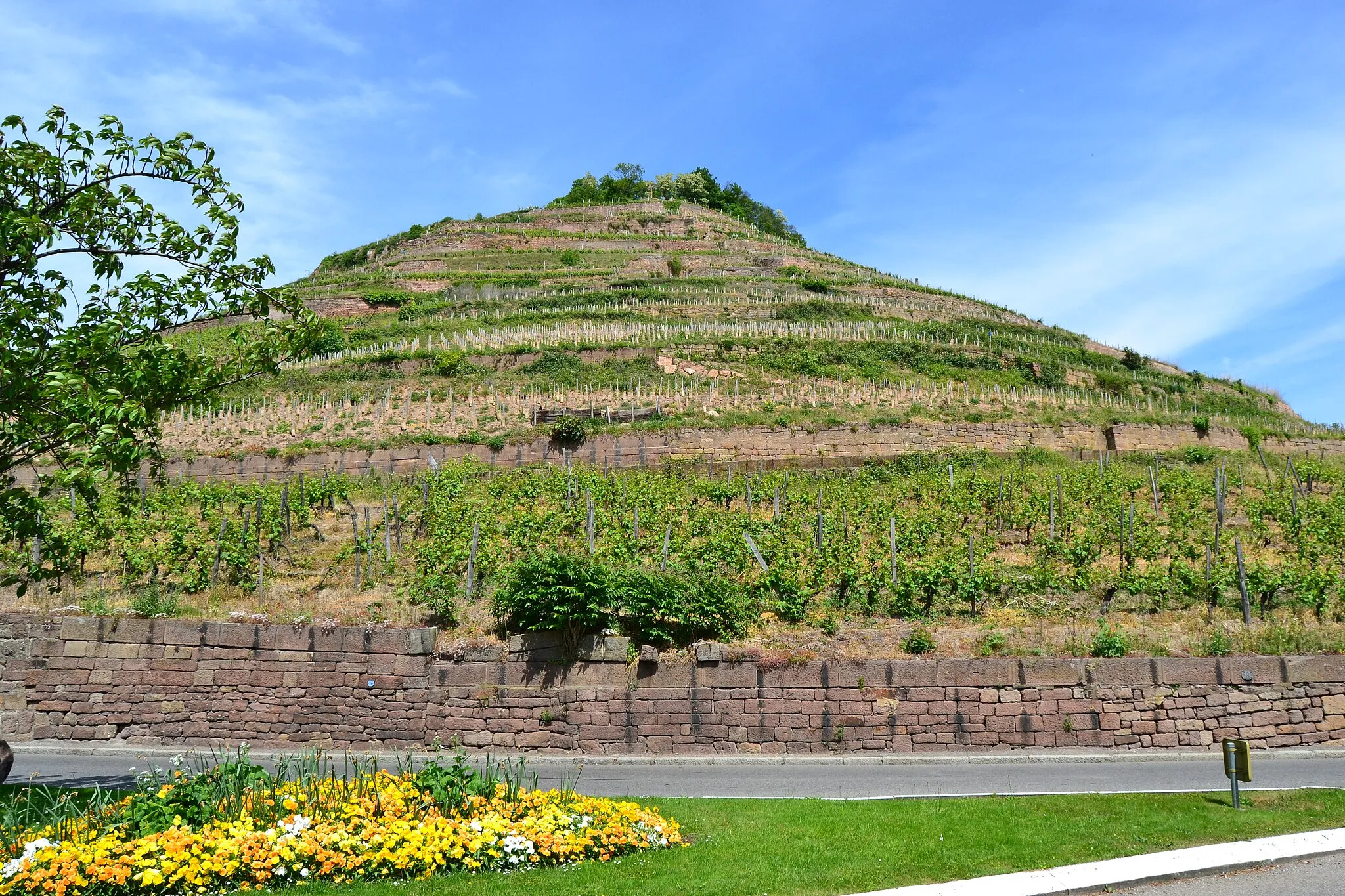 Photo showing: Guebwiller, le vignoble grand cru kitterlé, Alsace, France