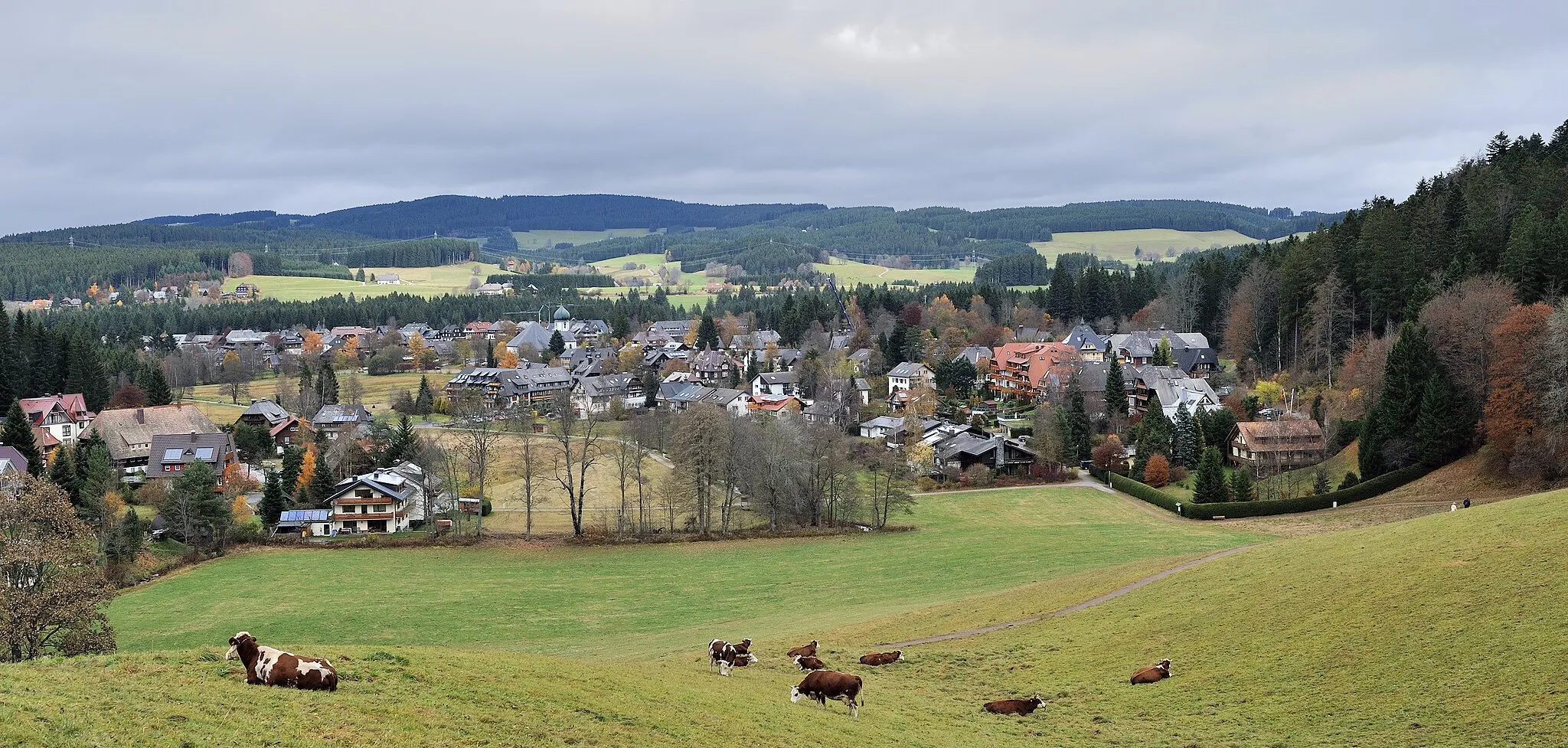 Photo showing: Hinterzarten in the Black Forest, as from the southwest. In the foreground: Hinterwald Cattle; in the background the Weißtannenhöhe.
