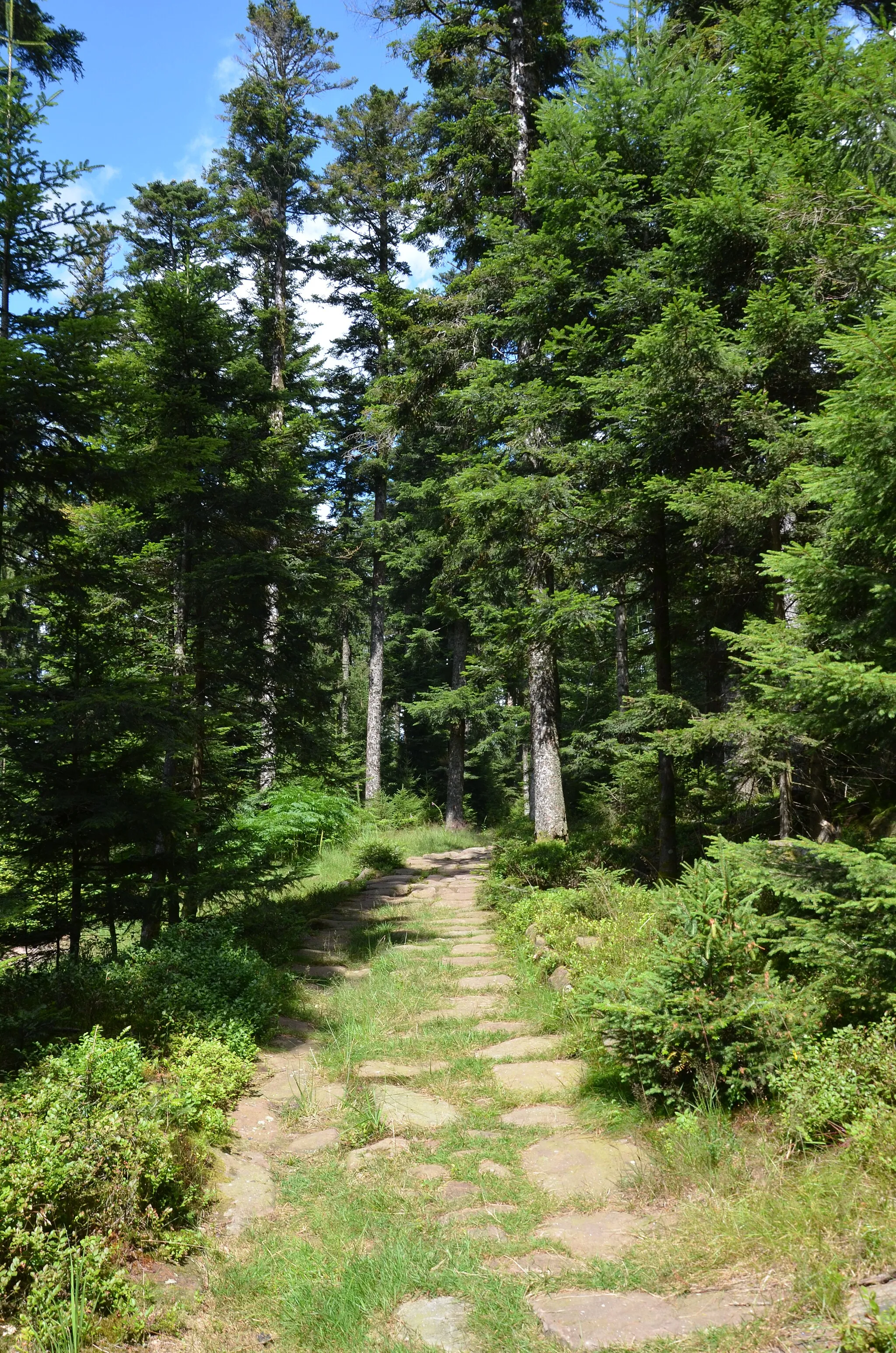 Photo showing: Stretch of Roman road in the Vosges forest near Raon-les-Leau