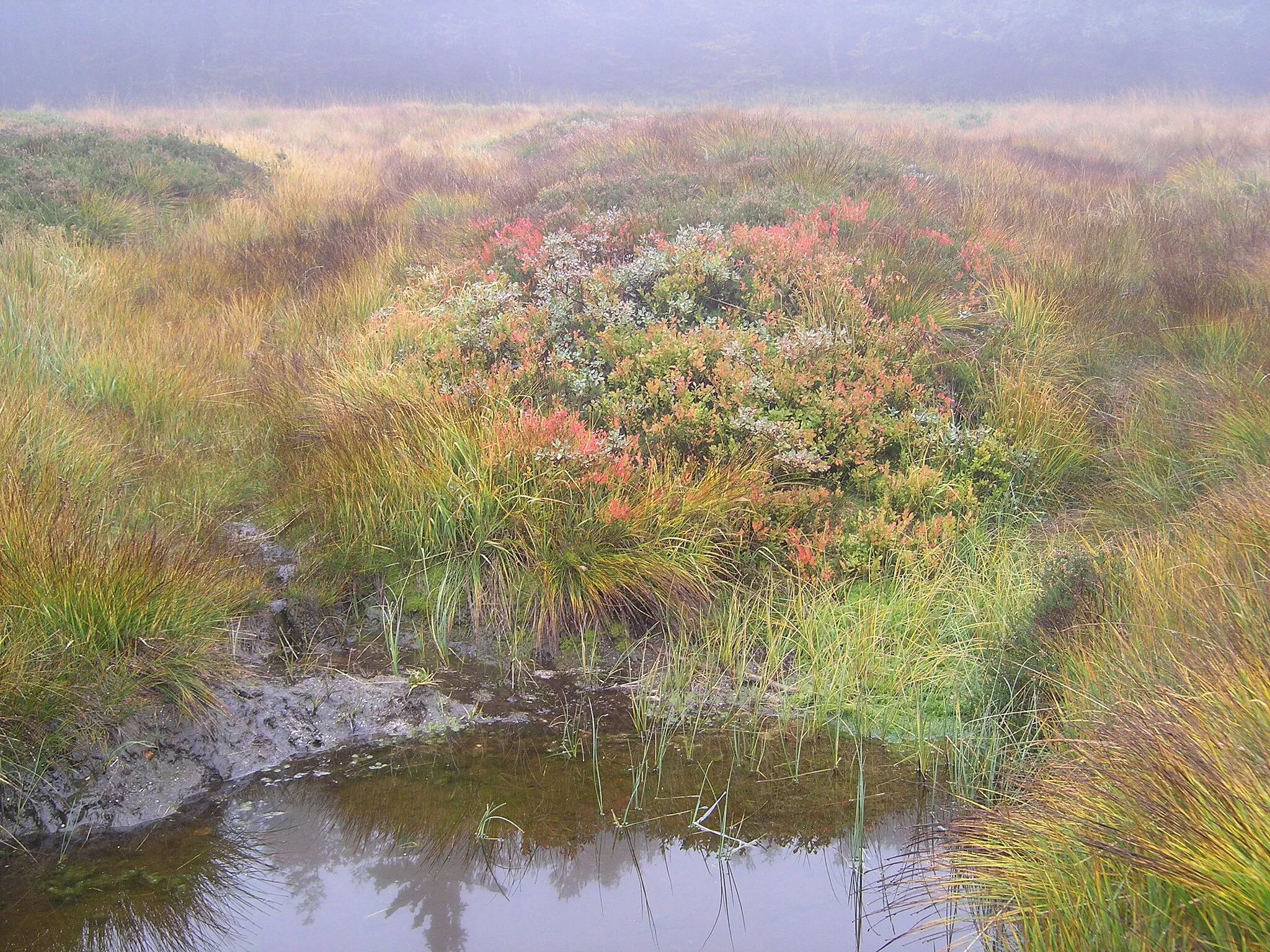 Photo showing: Raised bog of Achterbach - Highest Vosges mountains, France