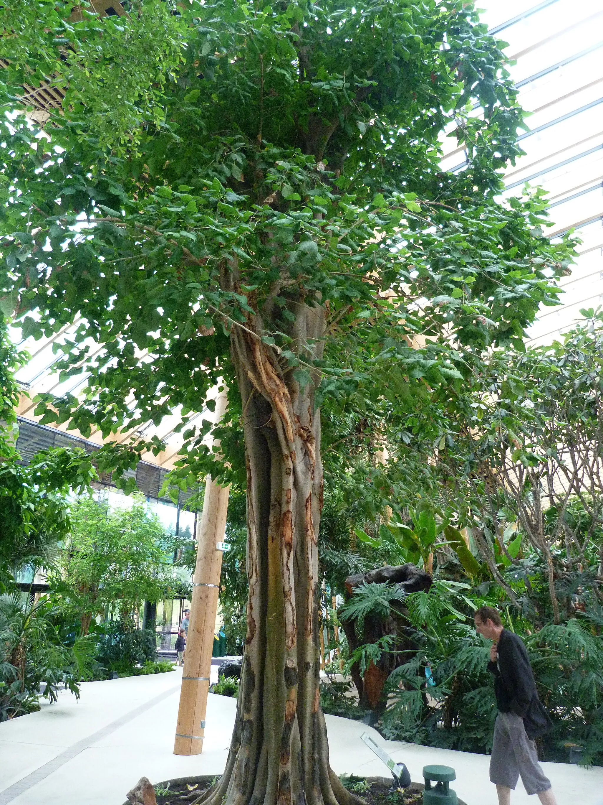 Photo showing: Ficus religiosa serre à Hattigny