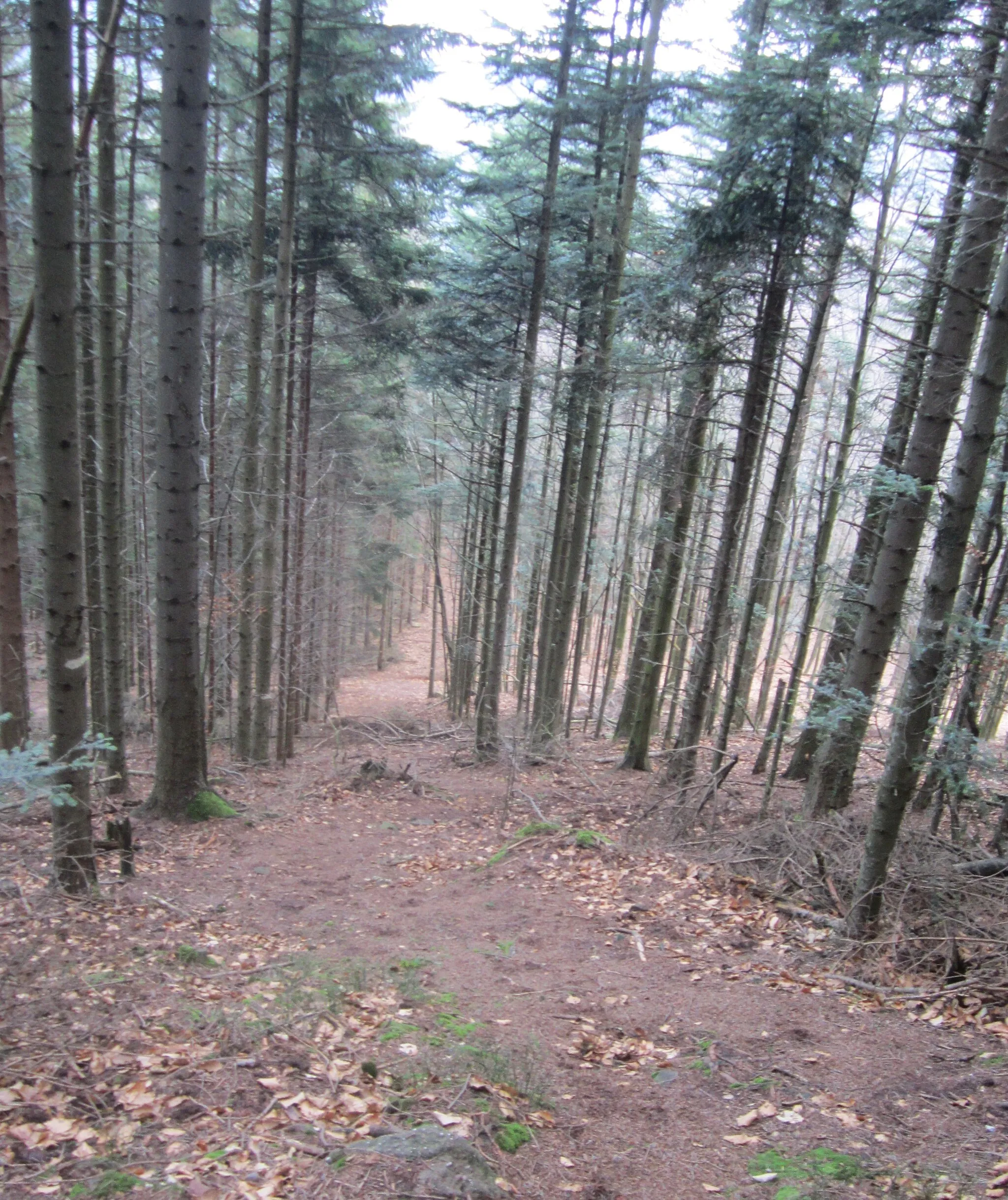 Photo showing: La forêt sur le versant nord du Rocher de Mutzig (Vosges, Bas-Rhin, France)