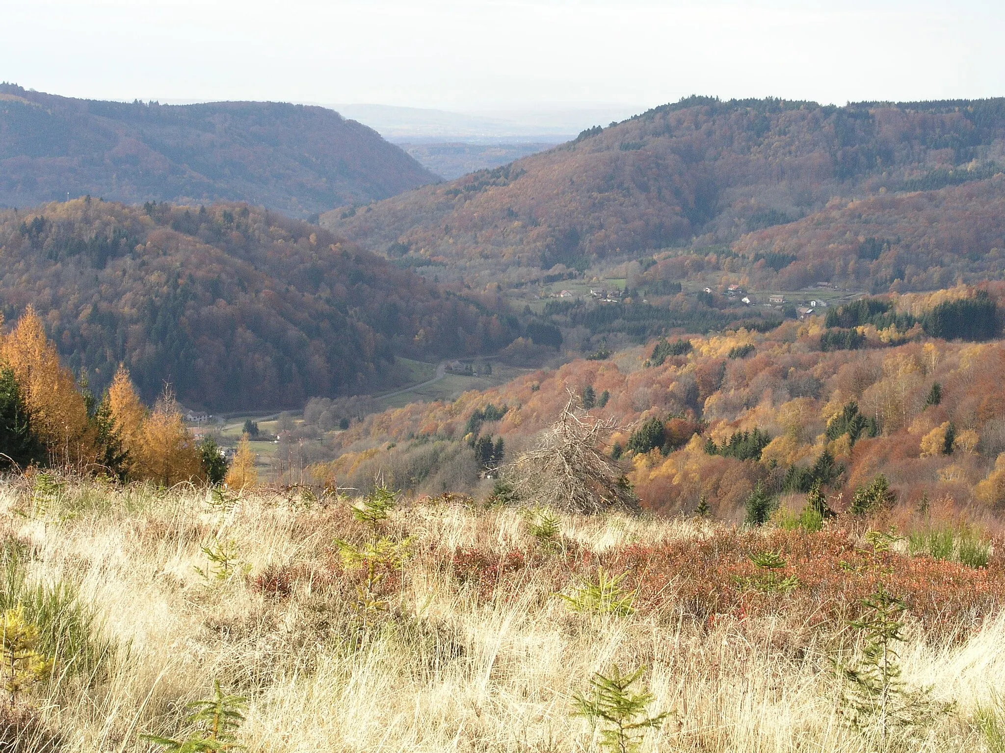 Photo showing: vue de la vallée de Fresse depuis une zone menacée par le reboisement