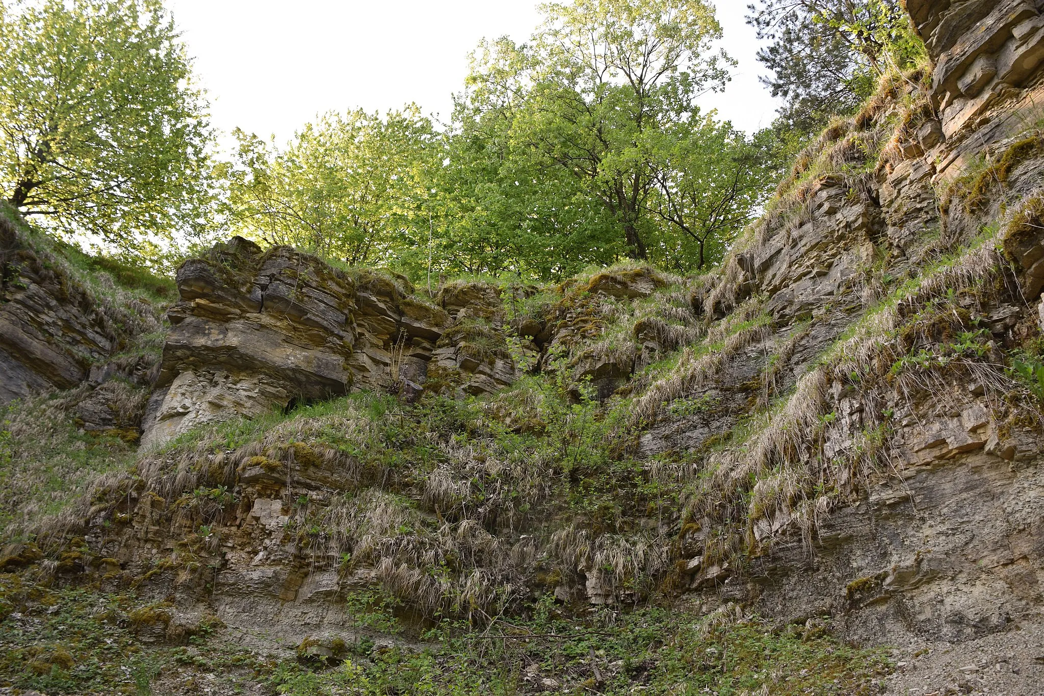 Photo showing: Aus Pollichia Kurier 23(3)-2007
Von besonderem Interesse ist der auf dem Naturschutzgebiet  Weihertalkopf (bei Nünschweiler,Südwestpfalz) gelegene Steinbruch "Bruch Schütz", da es sich hierbei um den besten Aufschluss im unteren Muschelkalk der Südwestpfalz handelt....Vor etwa 240 Millionen Jahren überflutete dann das Muschelkalkmeer von Nordosten her den gesamten süddeutschen Raum.Die Gesteine die wir heute im Bruch Schütz aufgeschlossen finden,entstanden damals unter subtropisch-tropischen Bedingungen, in einem sehr flachen  randmarinen Meer.

Der Steinbruch wurde laut Überlieferung schon von den Römern genutzt.Heute bietet er für einige selten gewordene Tierarten und Pflanzen einen geschützten Lebensraum.