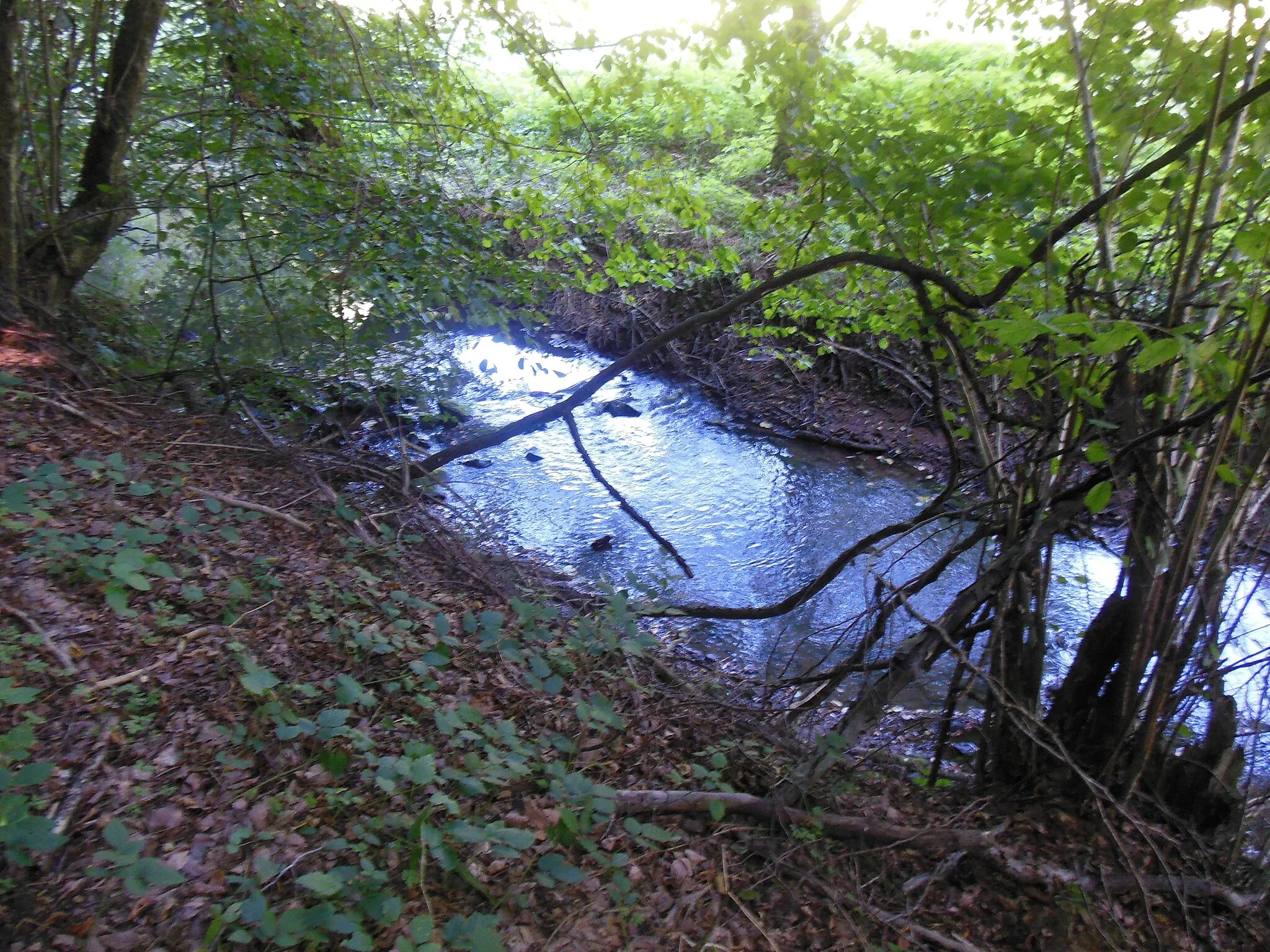 Photo showing: Buttenbach-Muenzbach Brook in Montbronn