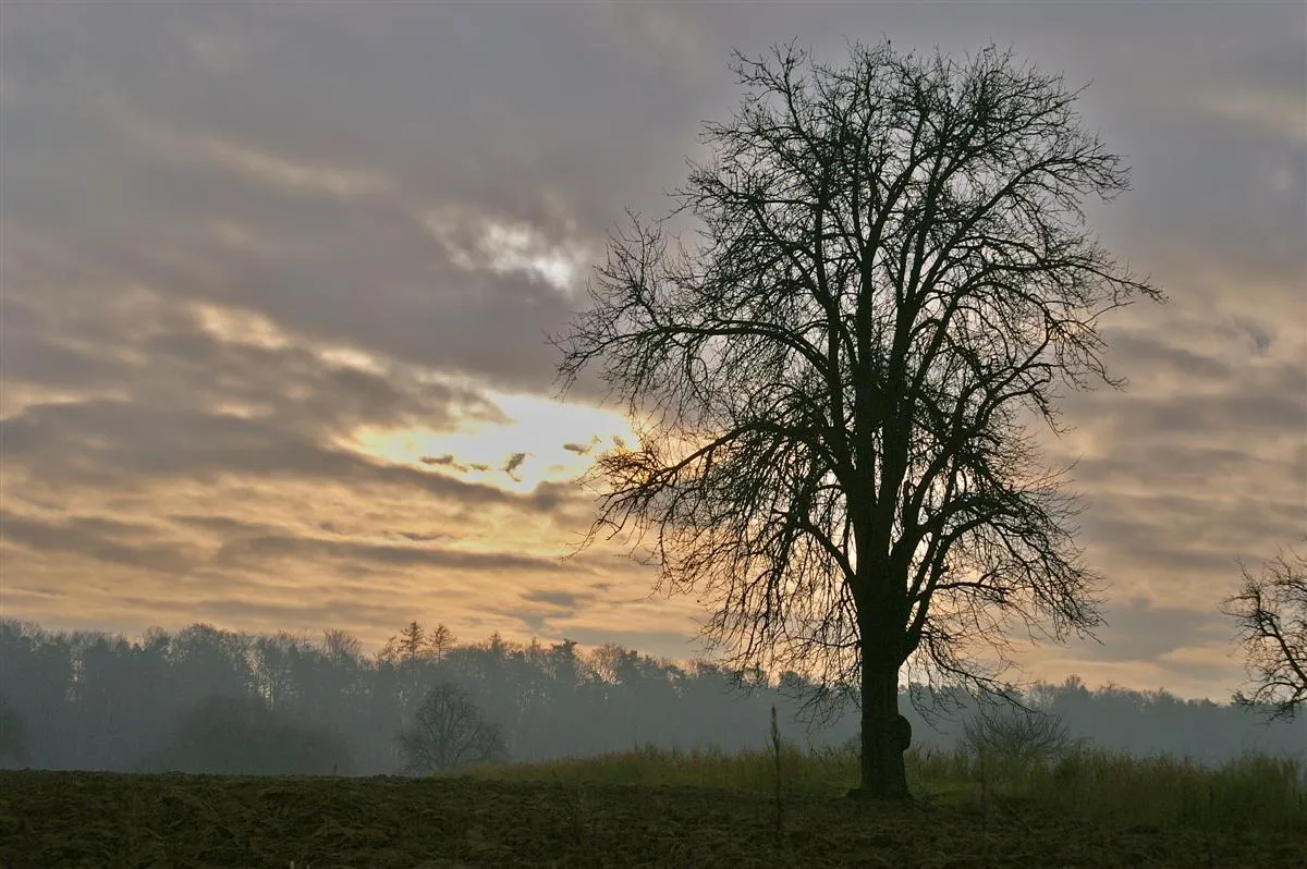 Photo showing: Baum im Morgenlicht