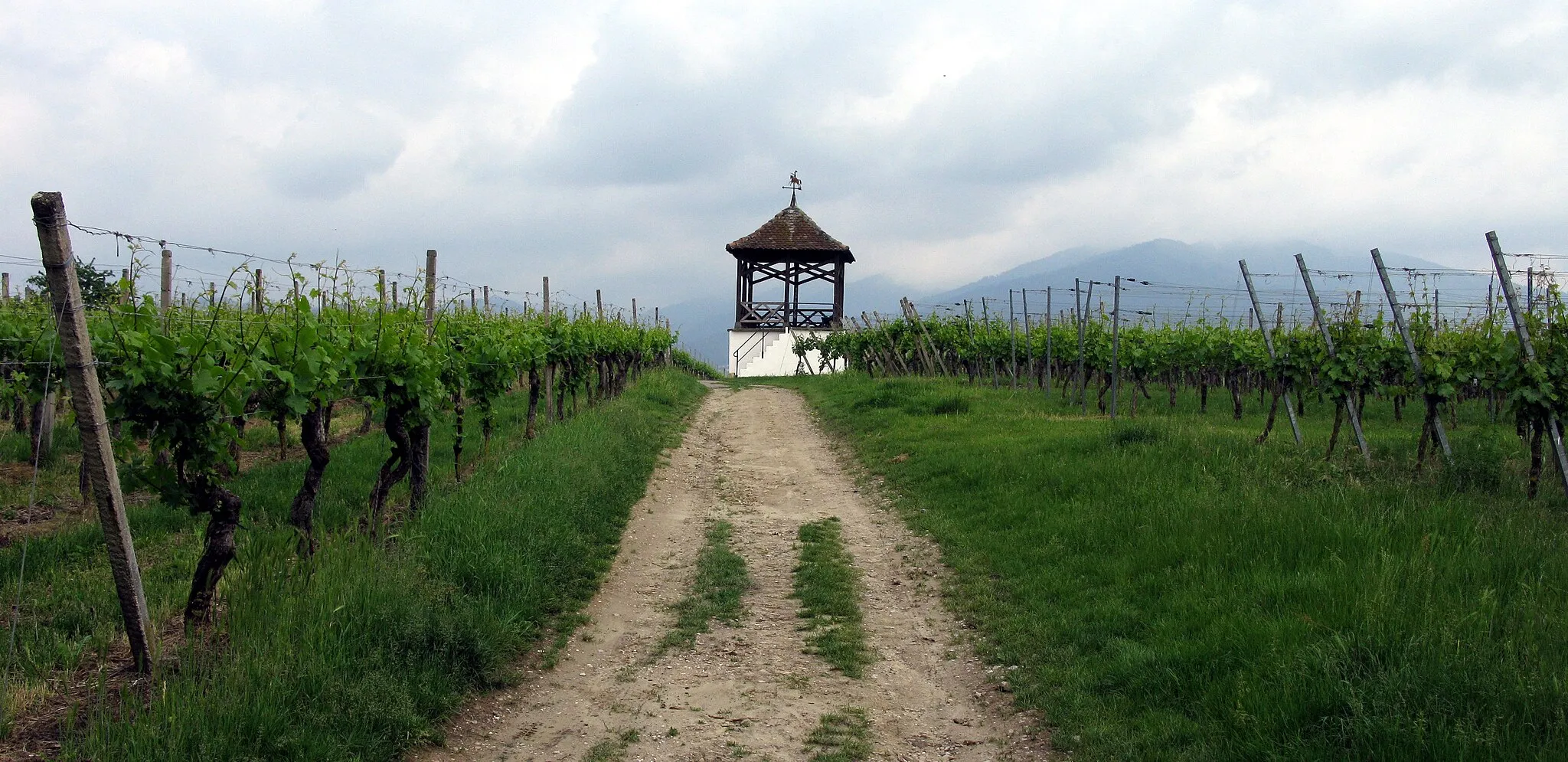 Photo showing: Dragonerhisli auf dem Müllheimer Zielberg