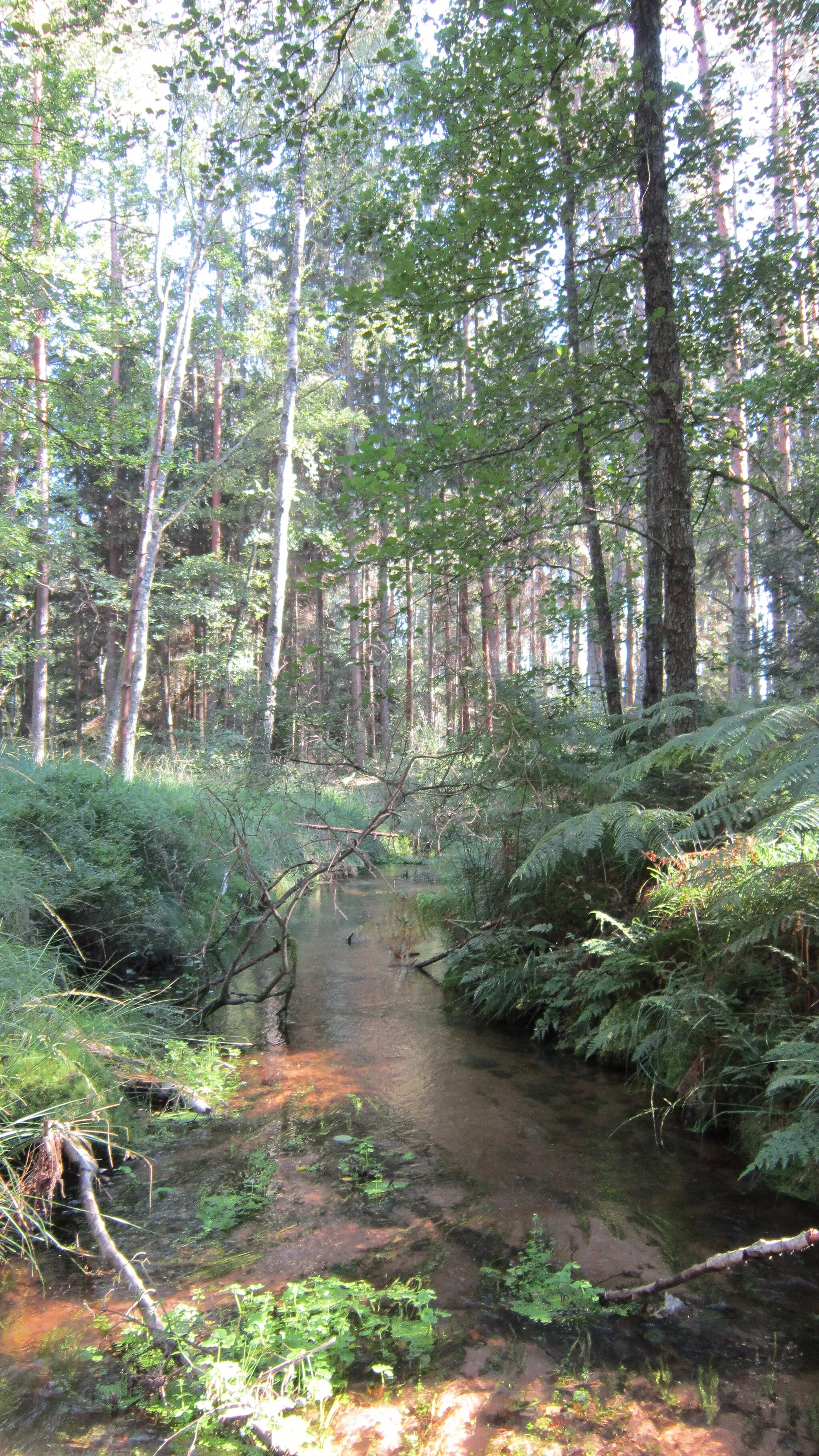 Photo showing: Le Scwharzbach dans la Réserve naturelle nationale des rochers et tourbières du Pays de Bitche, à la limite des communes de Sturzelbronn et de Philippsbourg en septembre 2012.