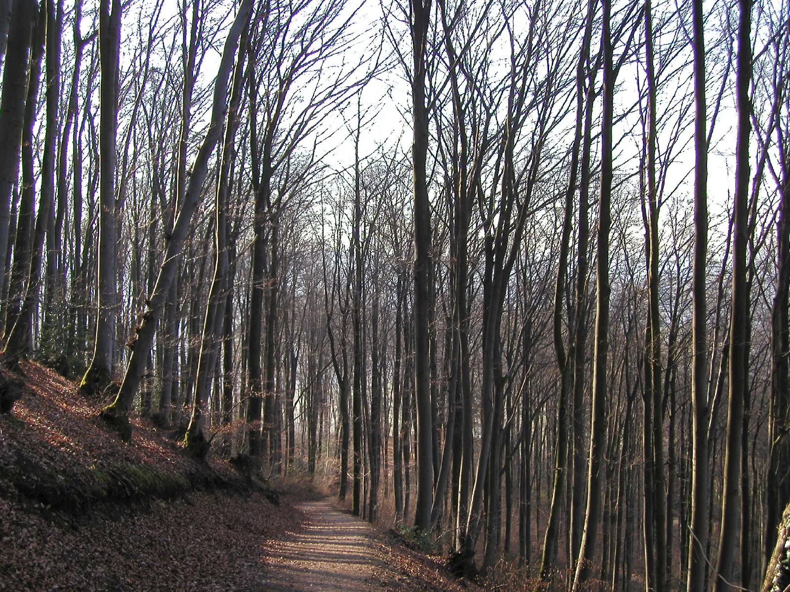 Photo showing: Tall trees on a hillside near Maisprach, Switzerland