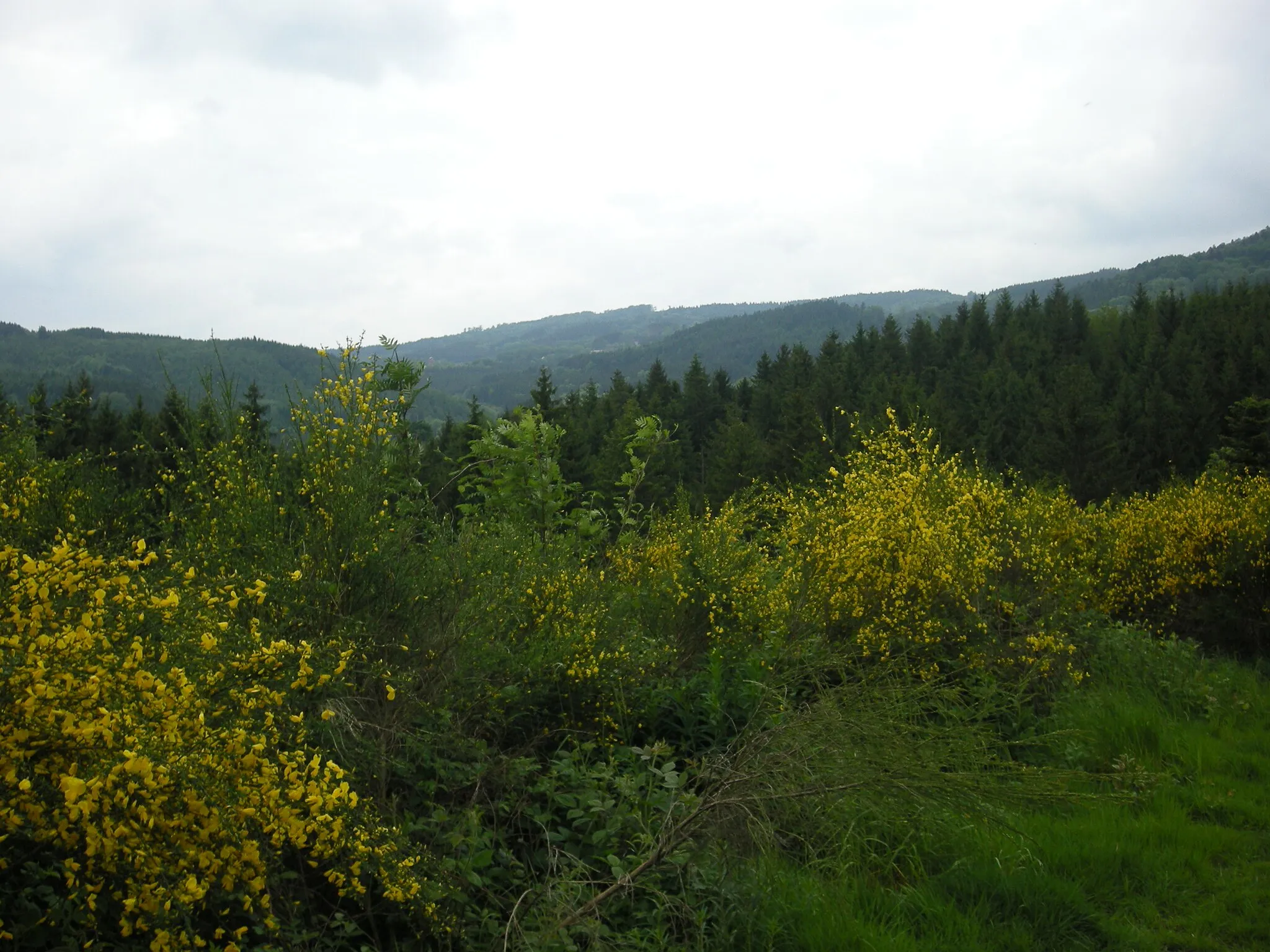 Photo showing: Genêts en fleurs dans le col de Saales (Vosges)