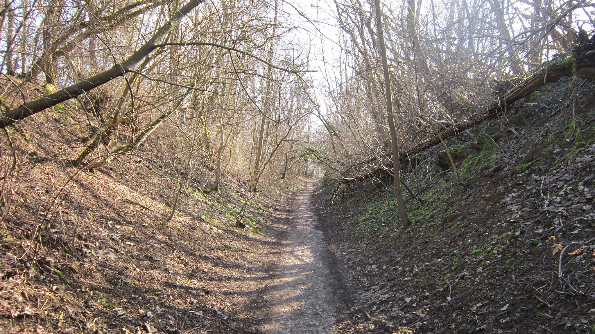 Photo showing: Chemin creux près du Fort Frère, à la limite des trois communes d'Oberhausbergen, Mittelhausbergen et Dingsheim (Bas-Rhin, France)