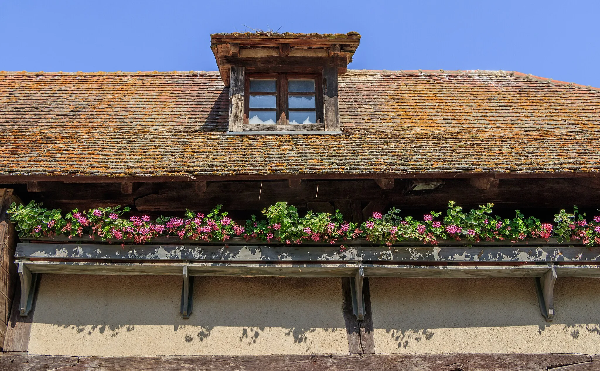 Photo showing: Pelargonium × hortorum at the half-timbered house from Muespach (Building No. 23), Écomusée d’Alsace, Ungersheim, Haut-Rhin, France.