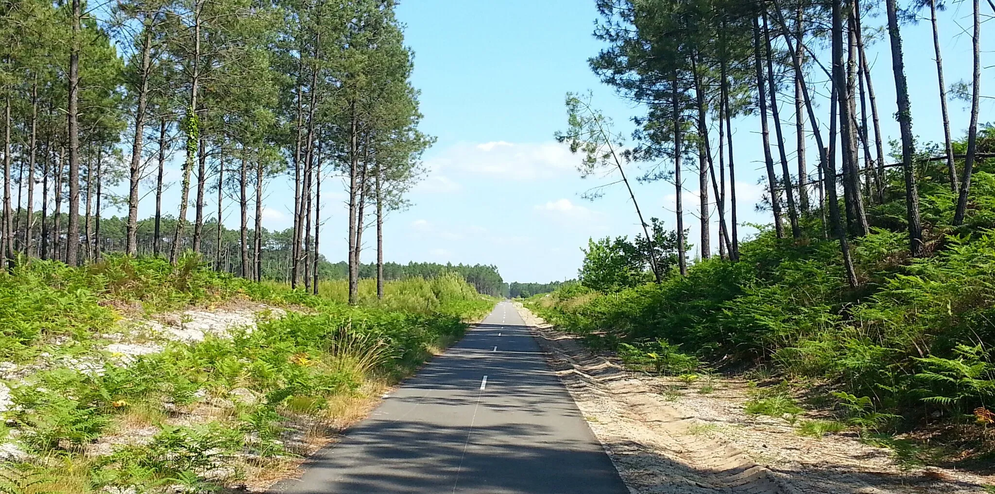 Photo showing: Route cyclable d'excellente qualité, entre Lévignacq et Lesparon