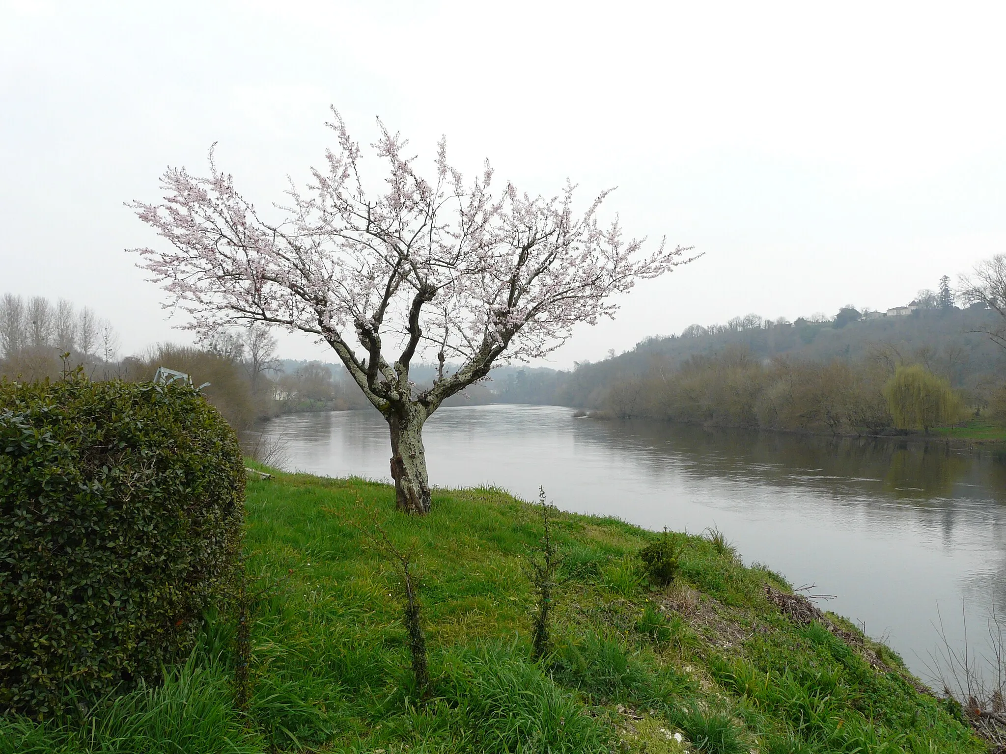 Photo showing: La Dordogne au lieu-dit Prats, Saint-Seurin-de-Prats, Dordogne, France. Sur la rive opposée, commune de Juillac, Gironde.Vue prise en direction de l'amont.