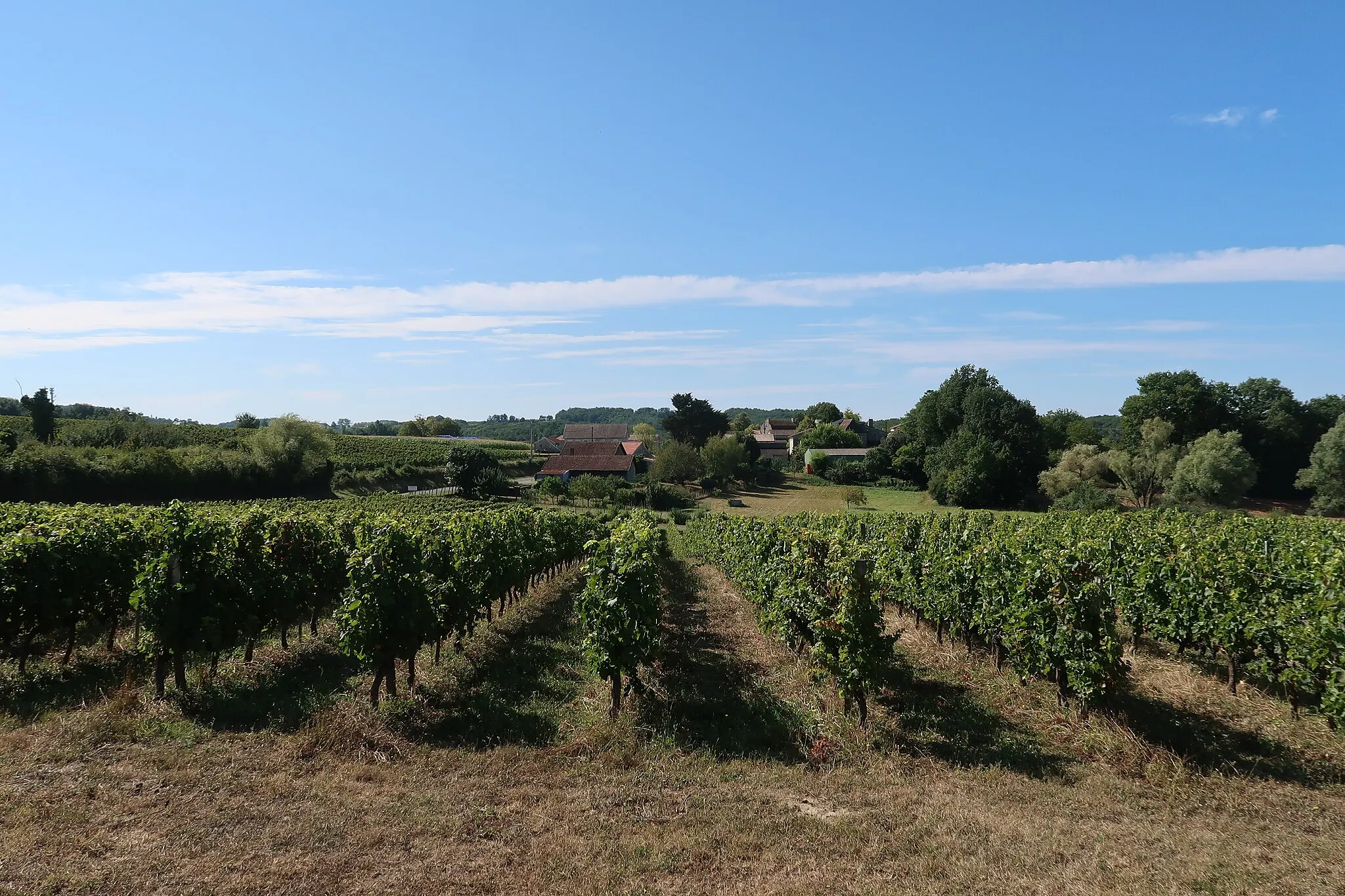 Photo showing: Vignes à Ponchapt (Dordogne) vues depuis le cimetière.