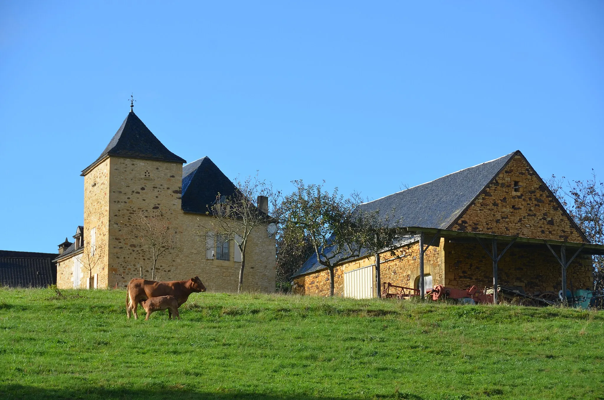 Photo showing: Even in Autumn there are young "Limousin-race" cows. Lovely with a pigeon-tower house in Dordogne district
