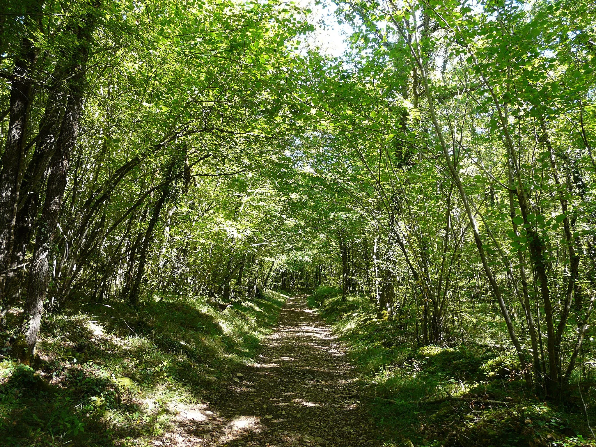 Photo showing: Sous-bois sur le causse de Cubjac entre le Roc et le Chapcourty, à l'est du cimetière de Saint-Vincent-sur-l'Isle, Dordogne, France.