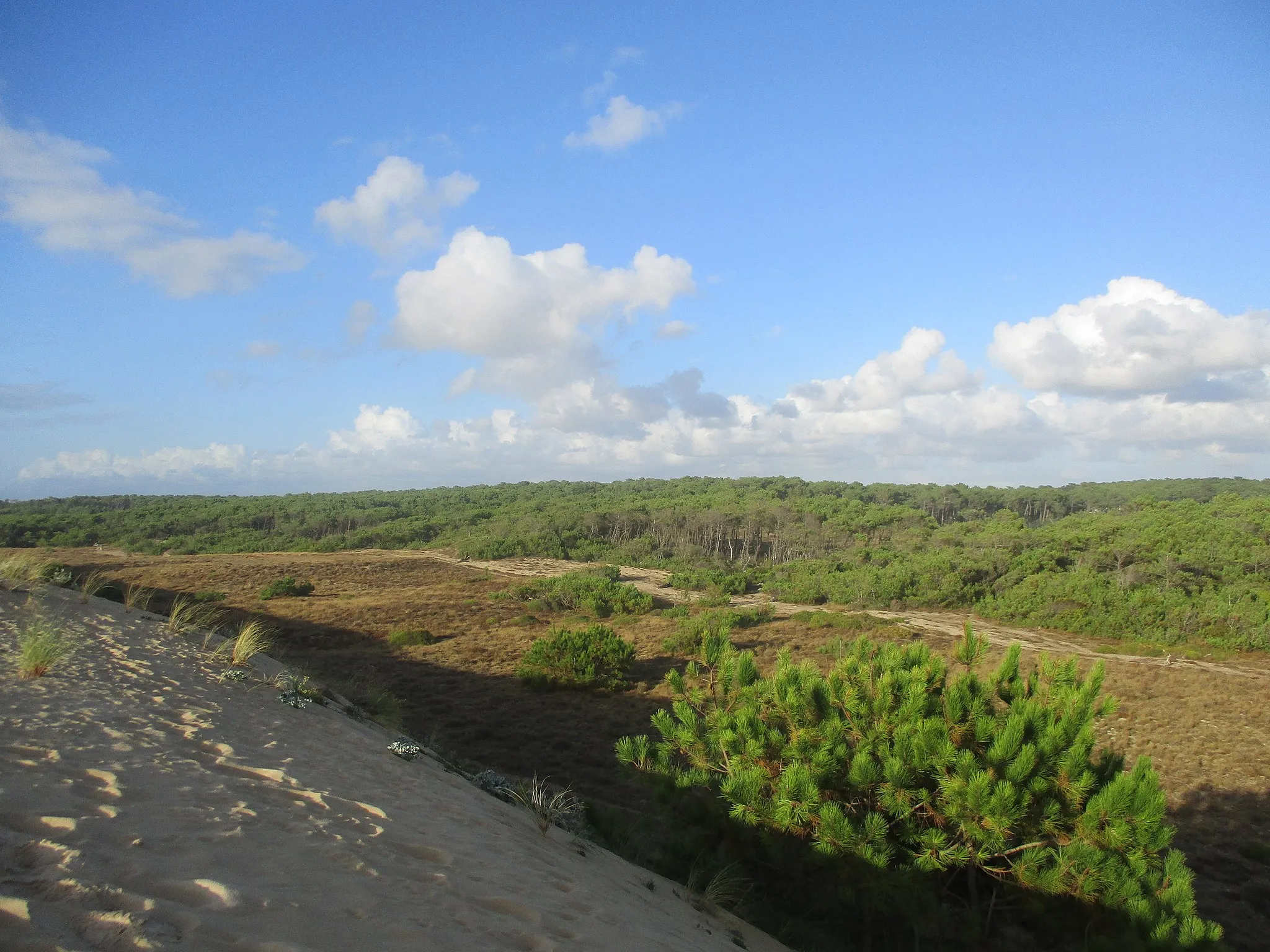 Photo showing: Dune près de la plage de la Blette Blanche à Saint-Girons (Landes).