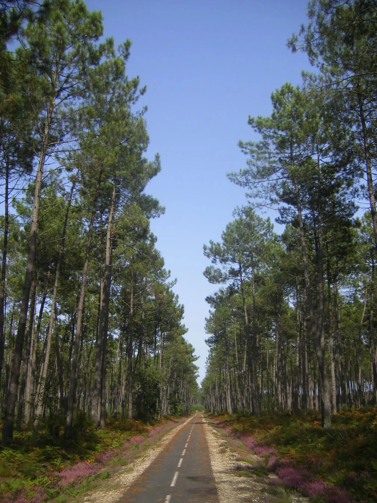 Photo showing: Bicycle-route between Saint-Léger-de-Balson and Villandraut. Trees are Pinus pinaster.